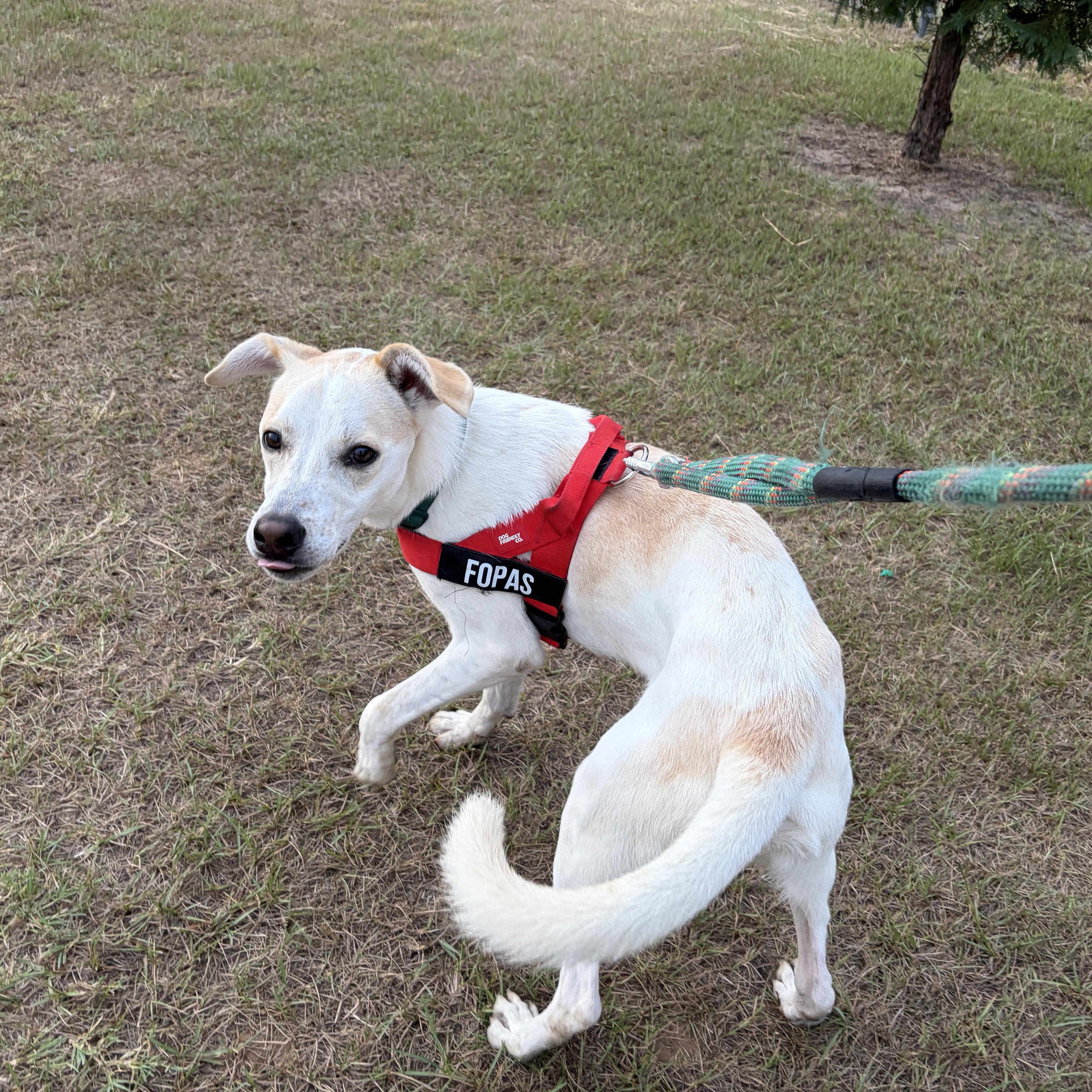 Enlarge Roger John, a Adoptable mixed breed in Perry, GA image 5/6