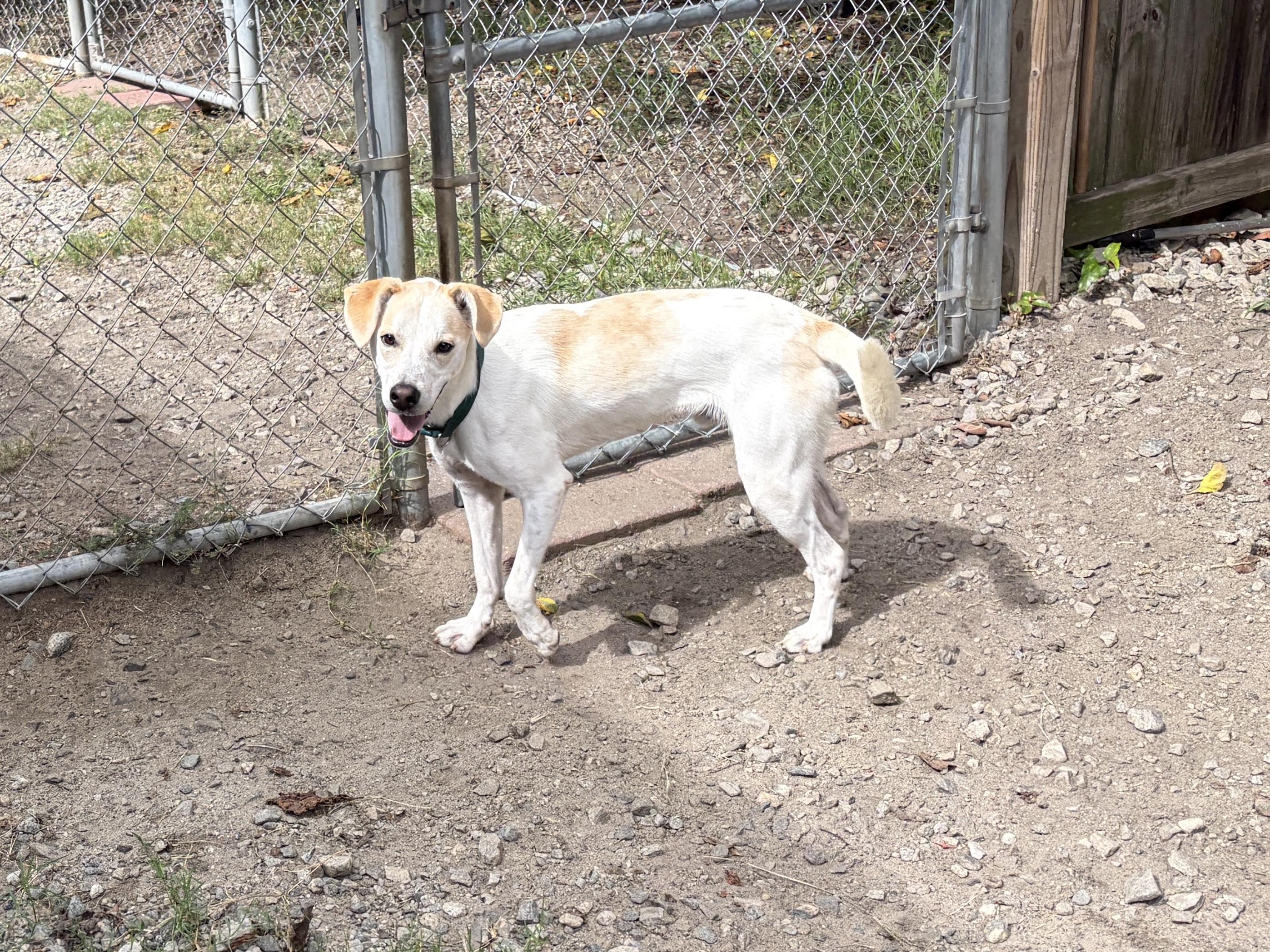 Enlarge Roger John, a Adoptable mixed breed in Perry, GA image 2/4