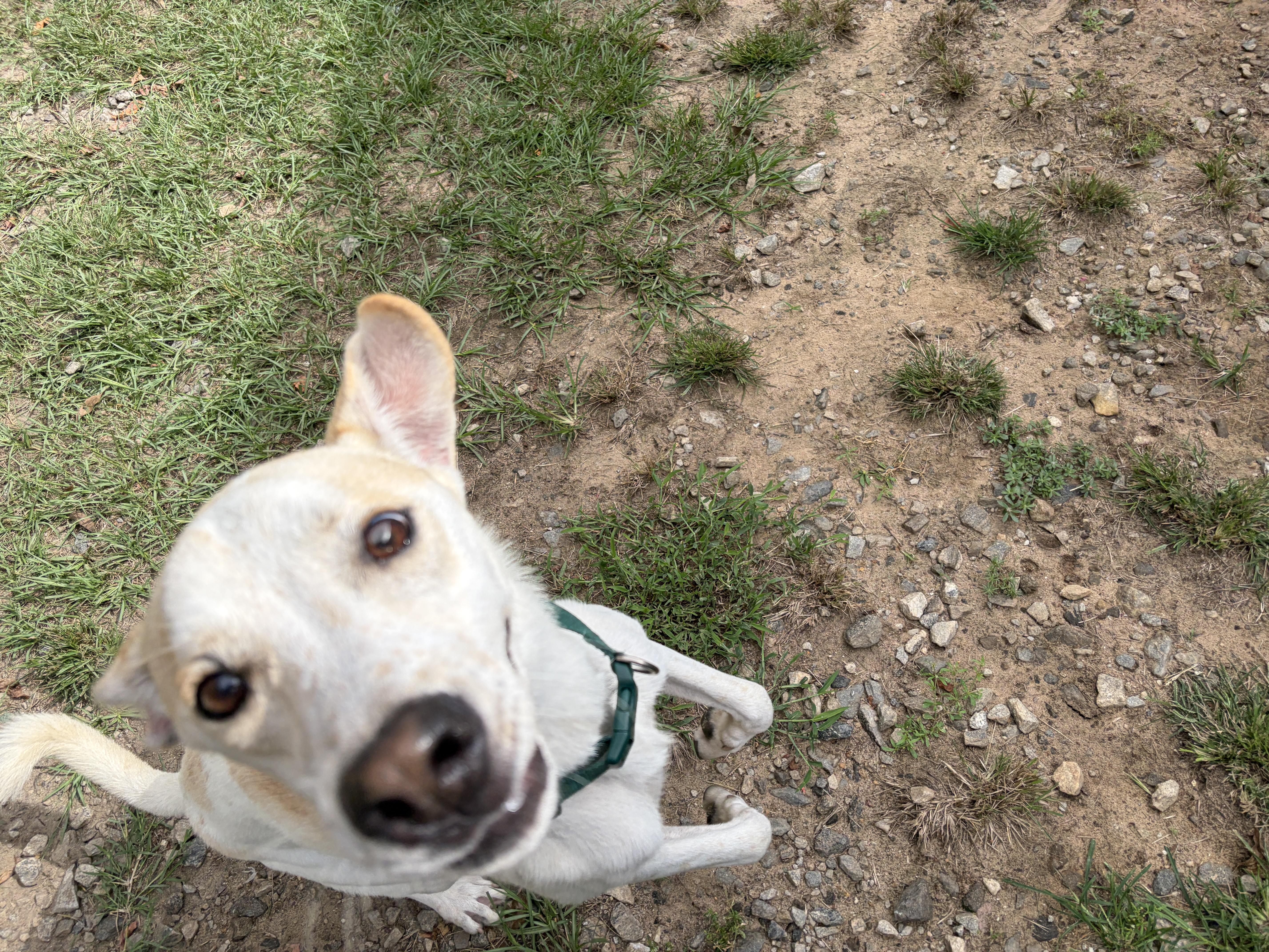 Enlarge Roger John, a Adoptable mixed breed in Perry, GA image 4/4