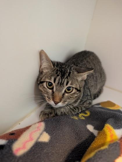 Jordan, Adoptable, Kitten Female Domestic Short Hair & Domestic Short Hair.