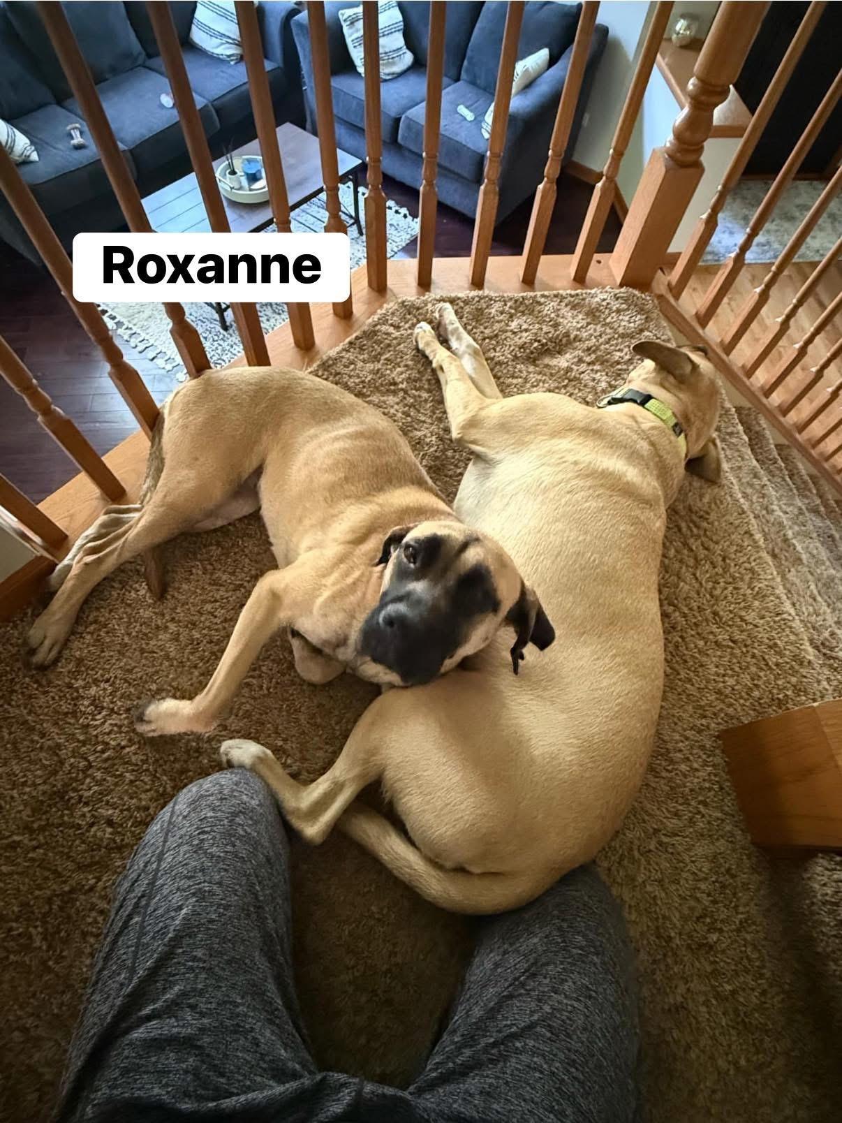 Roxanne