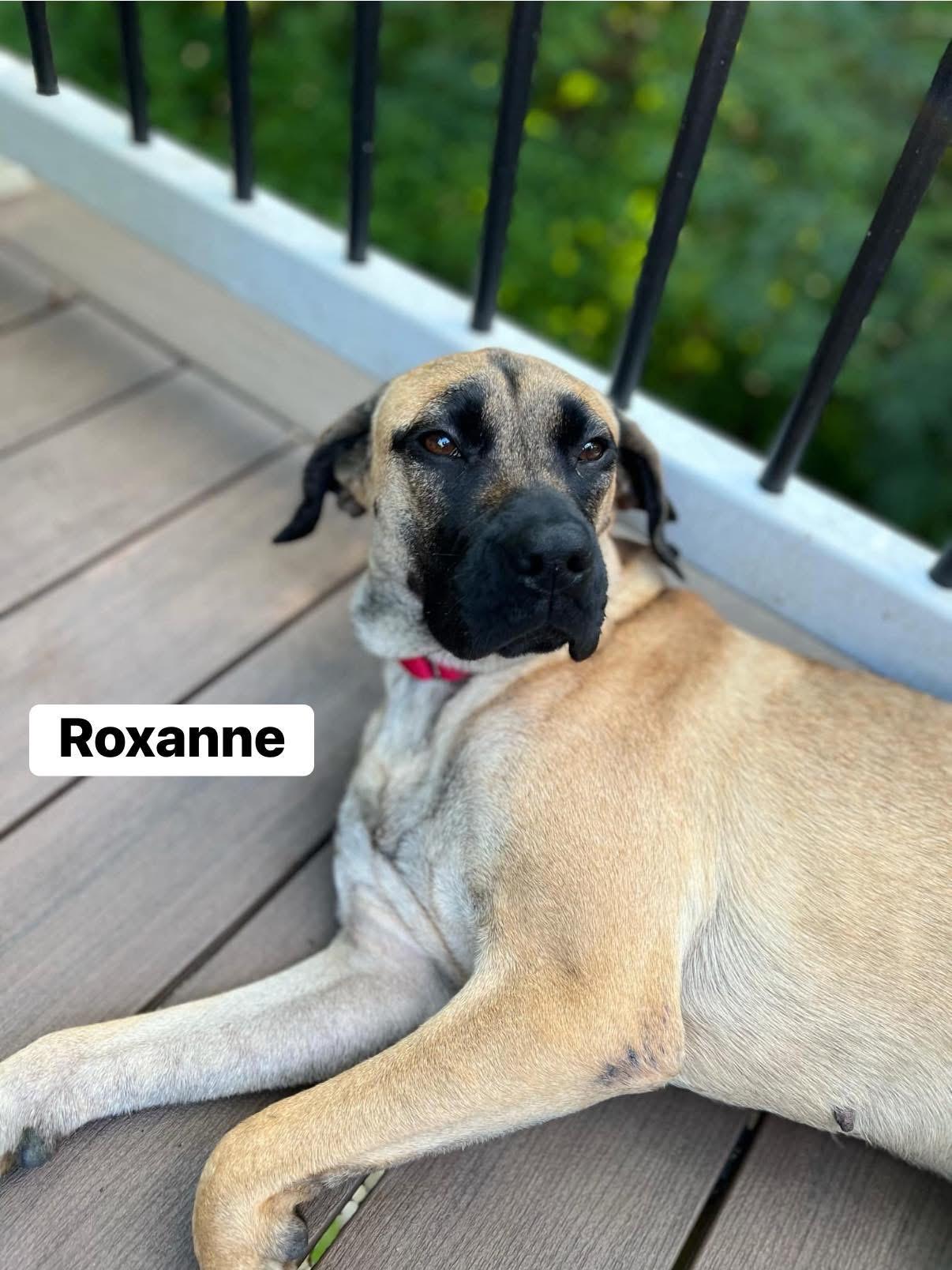 Roxanne