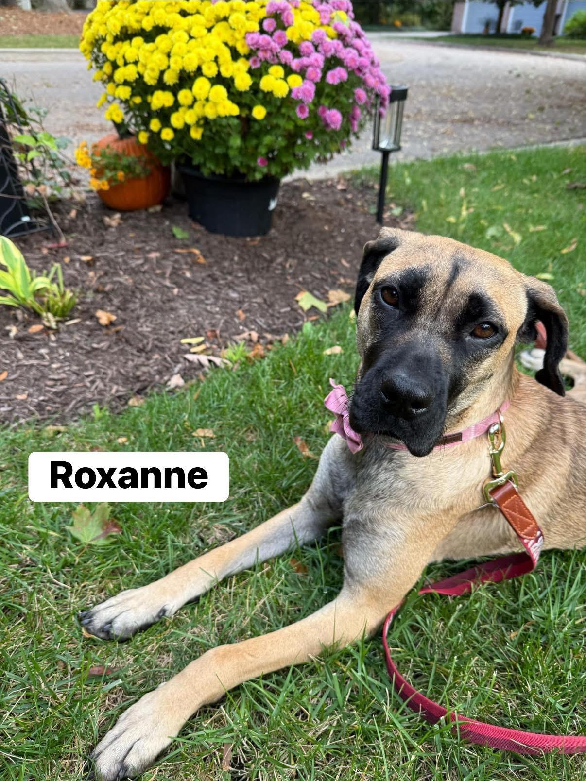 Roxanne, Adoptable, Young Female Hound & Black Mouth Cur.