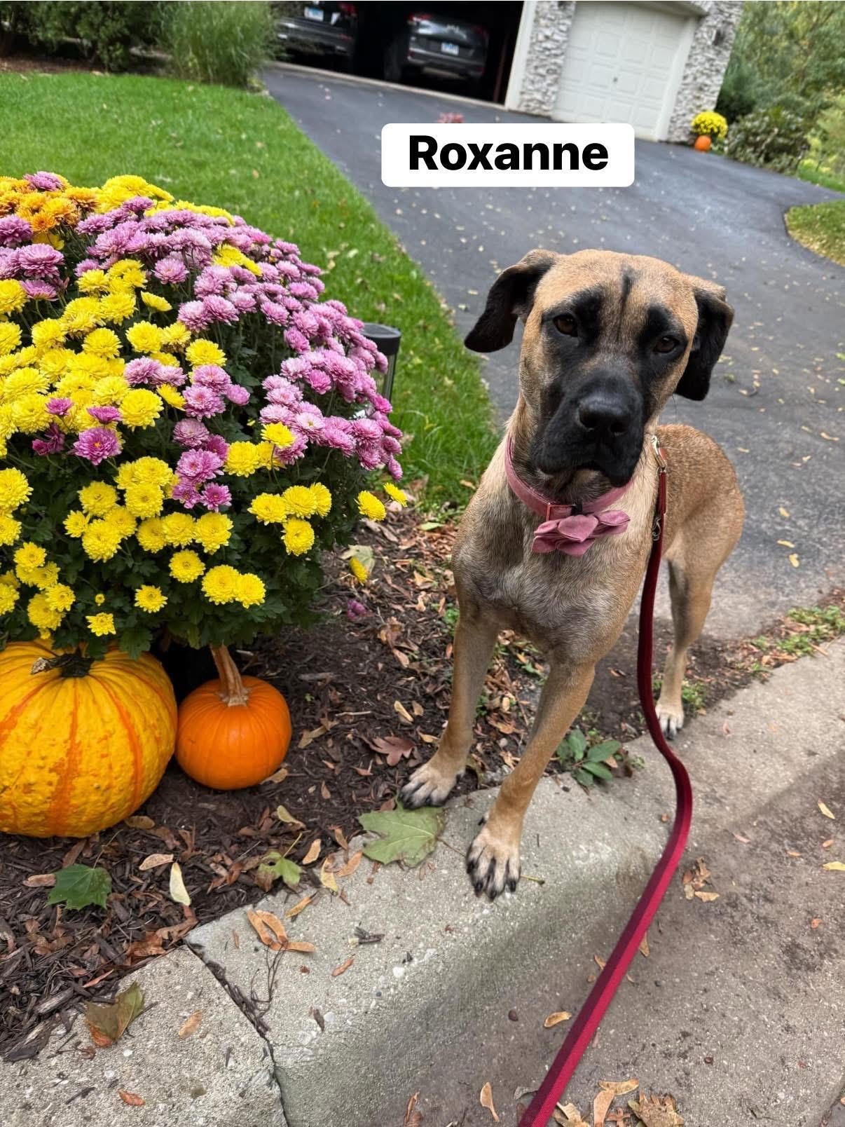 Roxanne thumbnail 5
