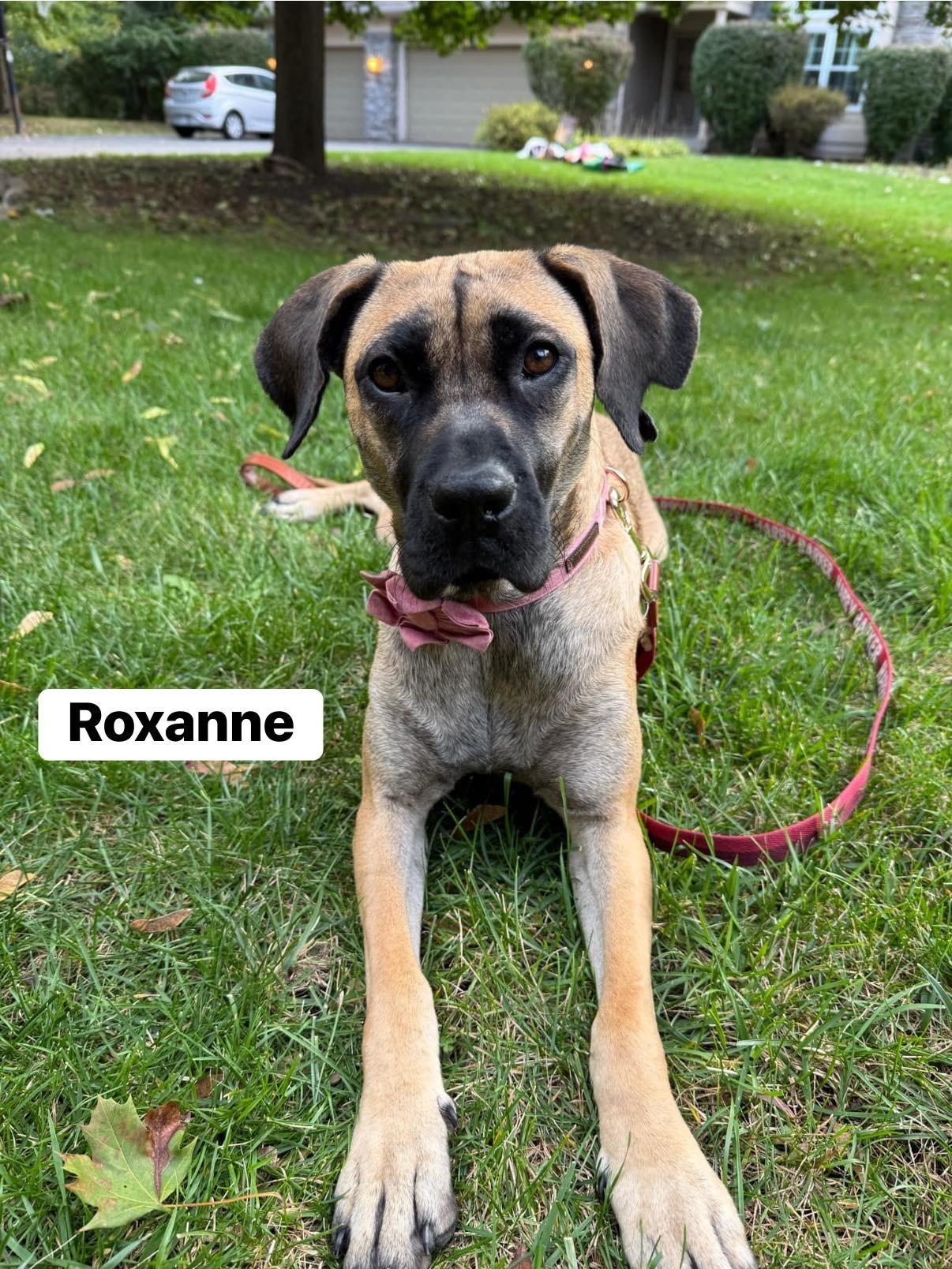 Roxanne