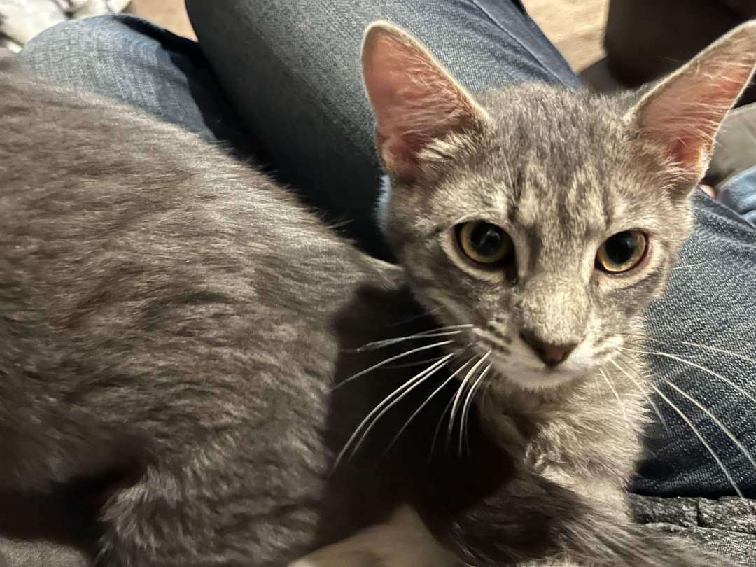 Kai, a Adopted Domestic Short Hair in Tipton, IA image 1/5