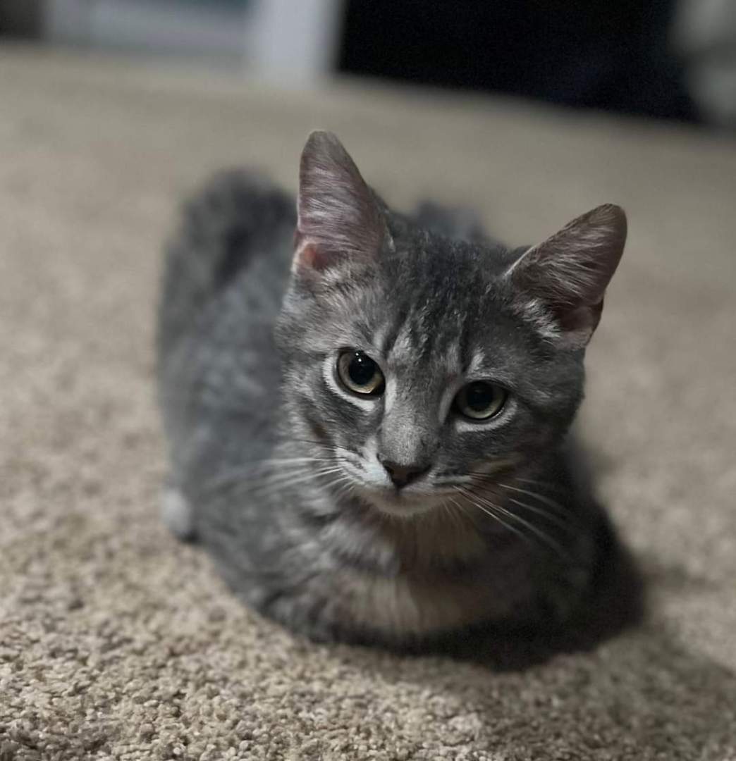 Kai, a Adopted Domestic Short Hair in Tipton, IA image 2/5