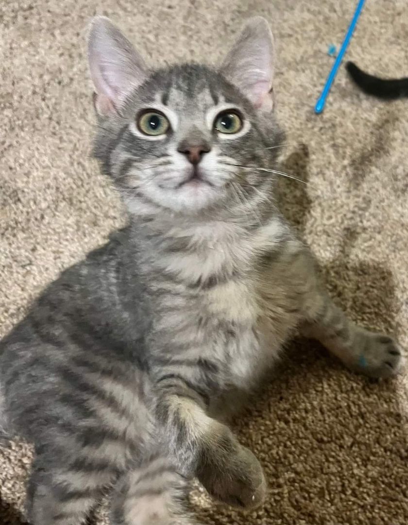 Kai, a Adopted Domestic Short Hair in Tipton, IA image 3/5