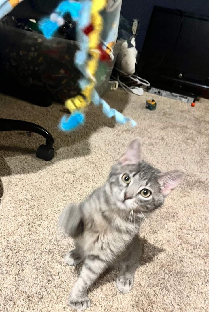 Kai, a Adopted Domestic Short Hair in Tipton, IA image 4/5