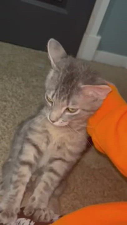 Enlarge Kai, a Adopted Domestic Short Hair in Tipton, IA video 5/5