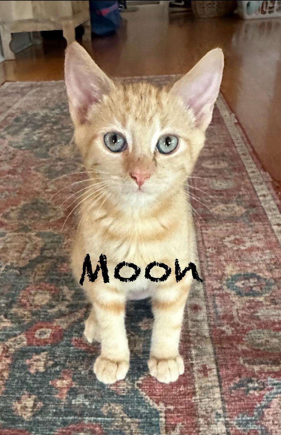 Moon, Baby Female unknown