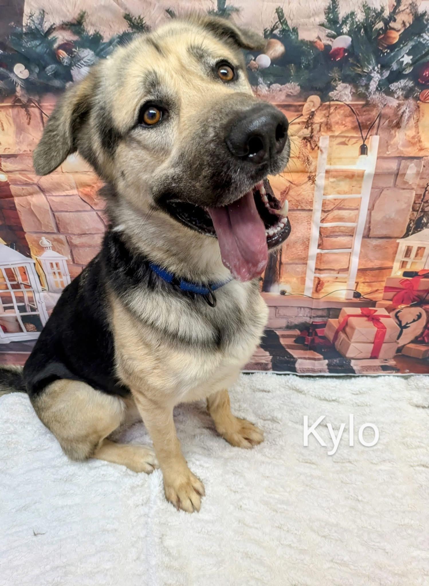 Milo, an adopted mixed breed in Milford, OH image 2/2