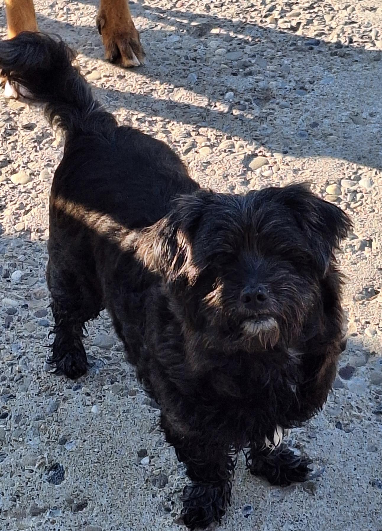 Enlarge Zippy, a ADOPTABLE mixed breed in St. Clairsville, OH image 2/2