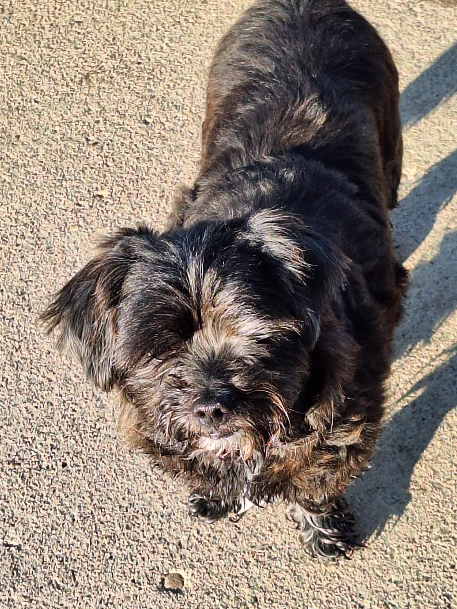 Enlarge Zippy, a ADOPTABLE mixed breed in St. Clairsville, OH image 1/2