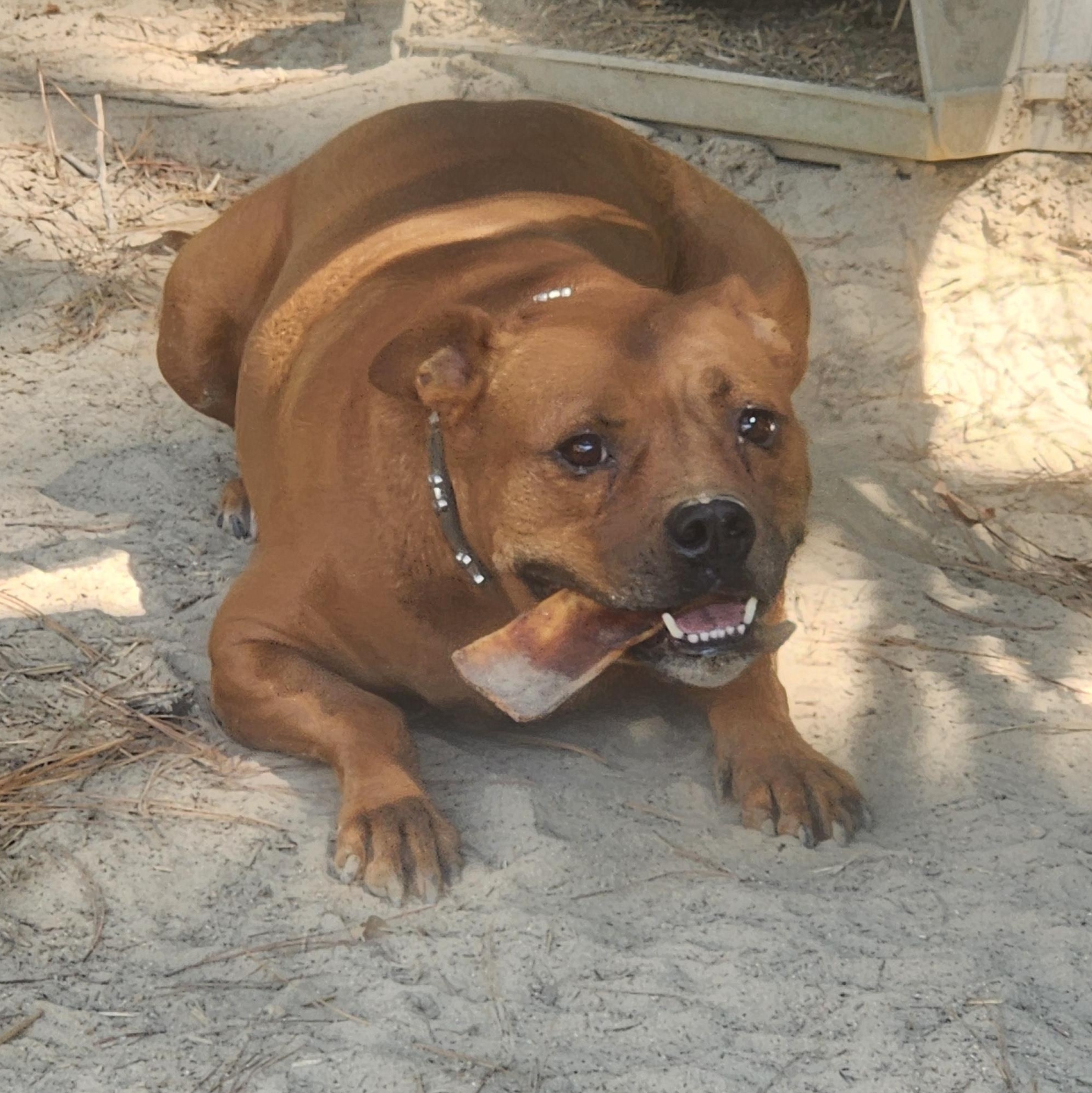 Enlarge Jordan, a Adoptable Mixed Breed in Benson, NC image 2/3