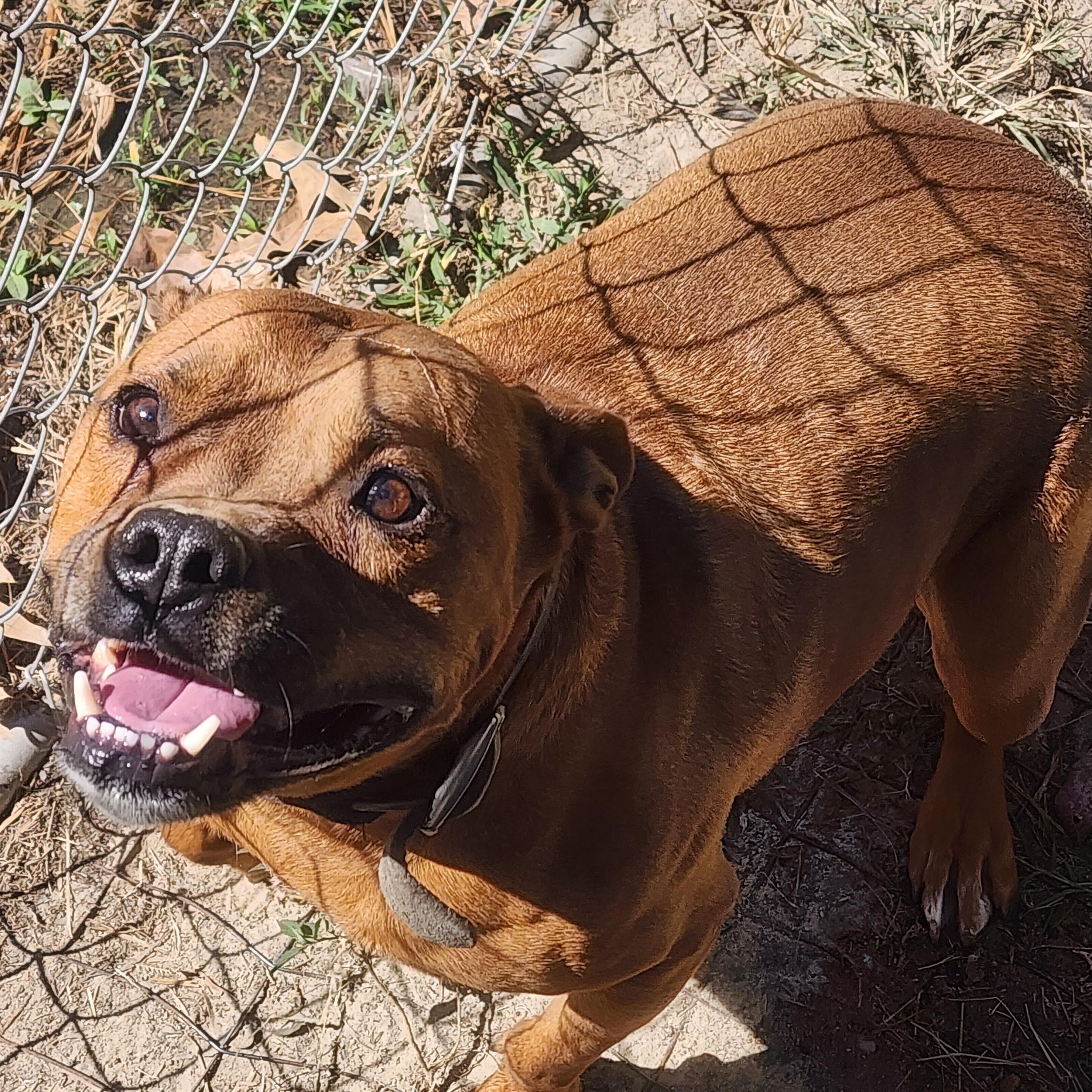 Enlarge Jordan, a Adoptable Mixed Breed in Benson, NC image 3/3