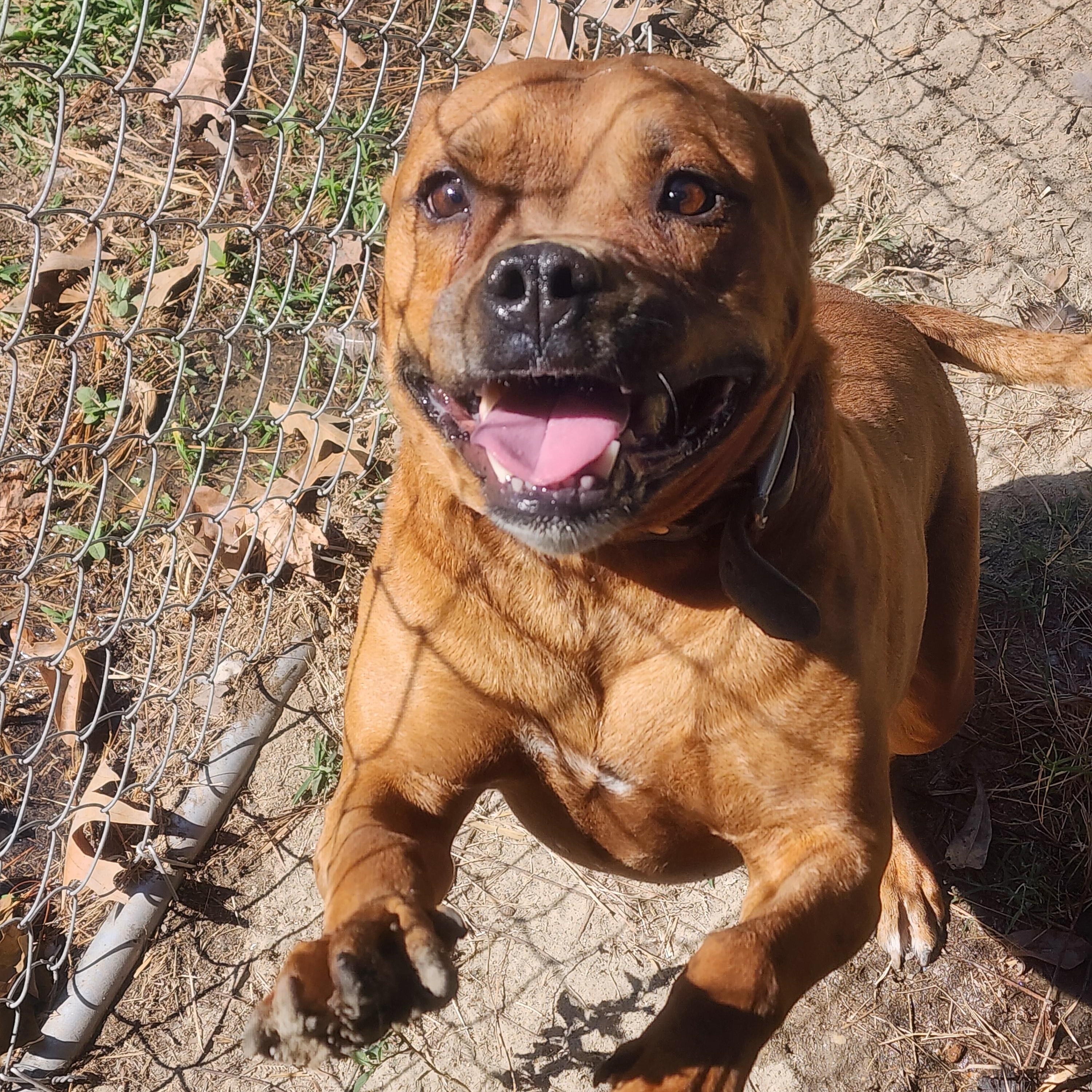 Enlarge Jordan, a Adoptable Mixed Breed in Benson, NC image 1/3