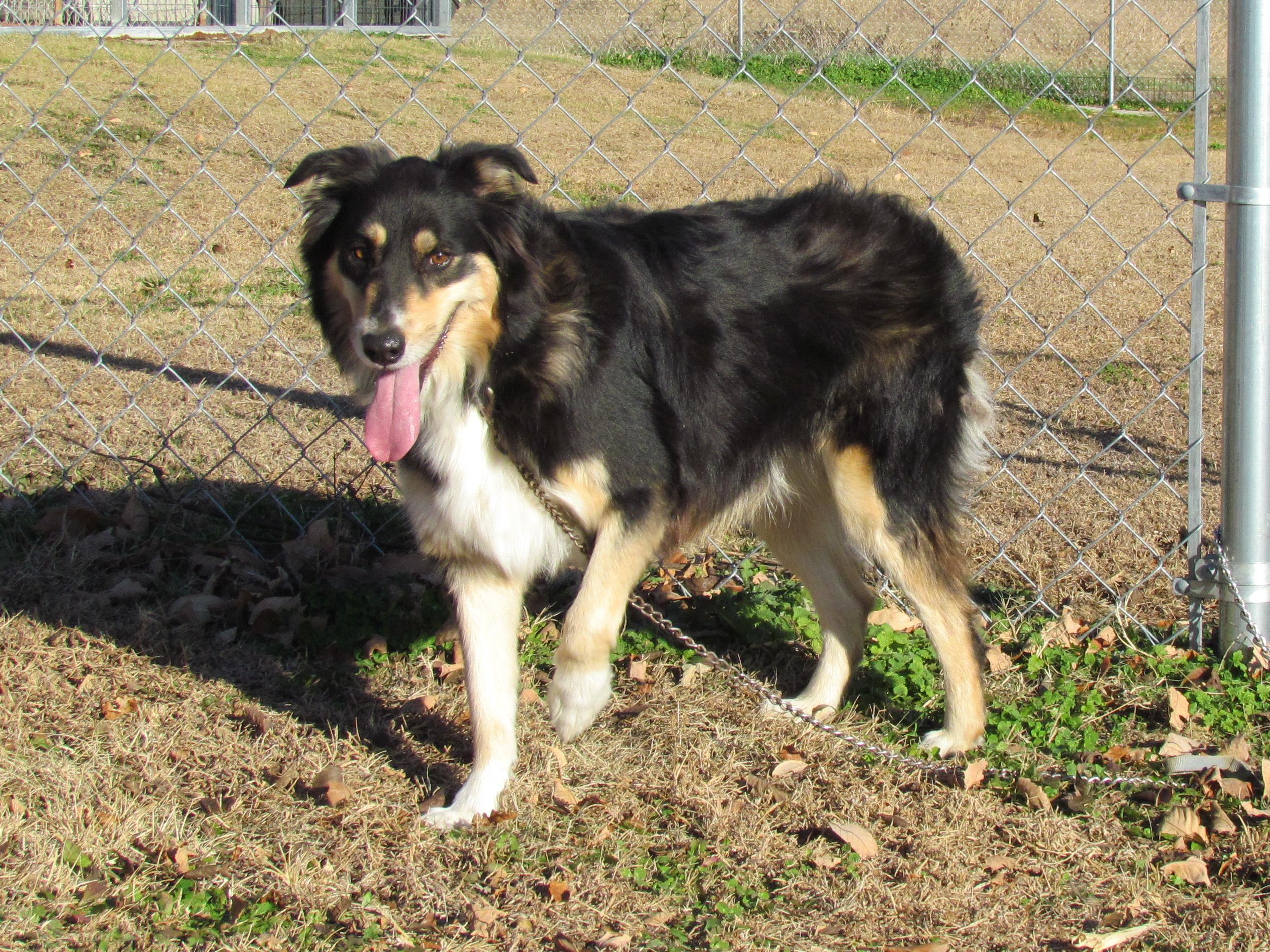 SYDNEY, a Adoptable Australian Shepherd in Newburgh, NY image 2/6