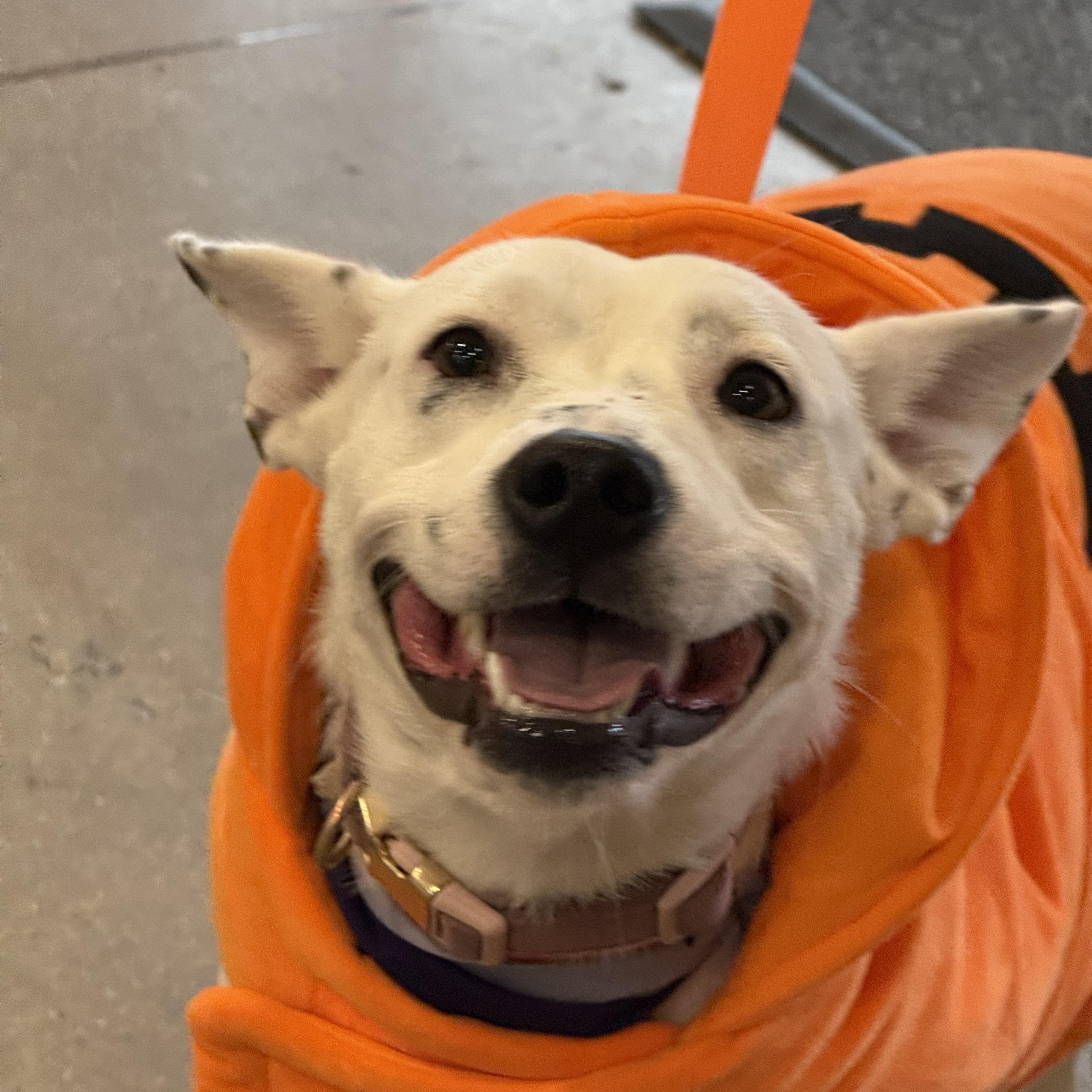 Enlarge Rabbit , a ADOPTABLE mixed breed in Dallas, TX image 4/6