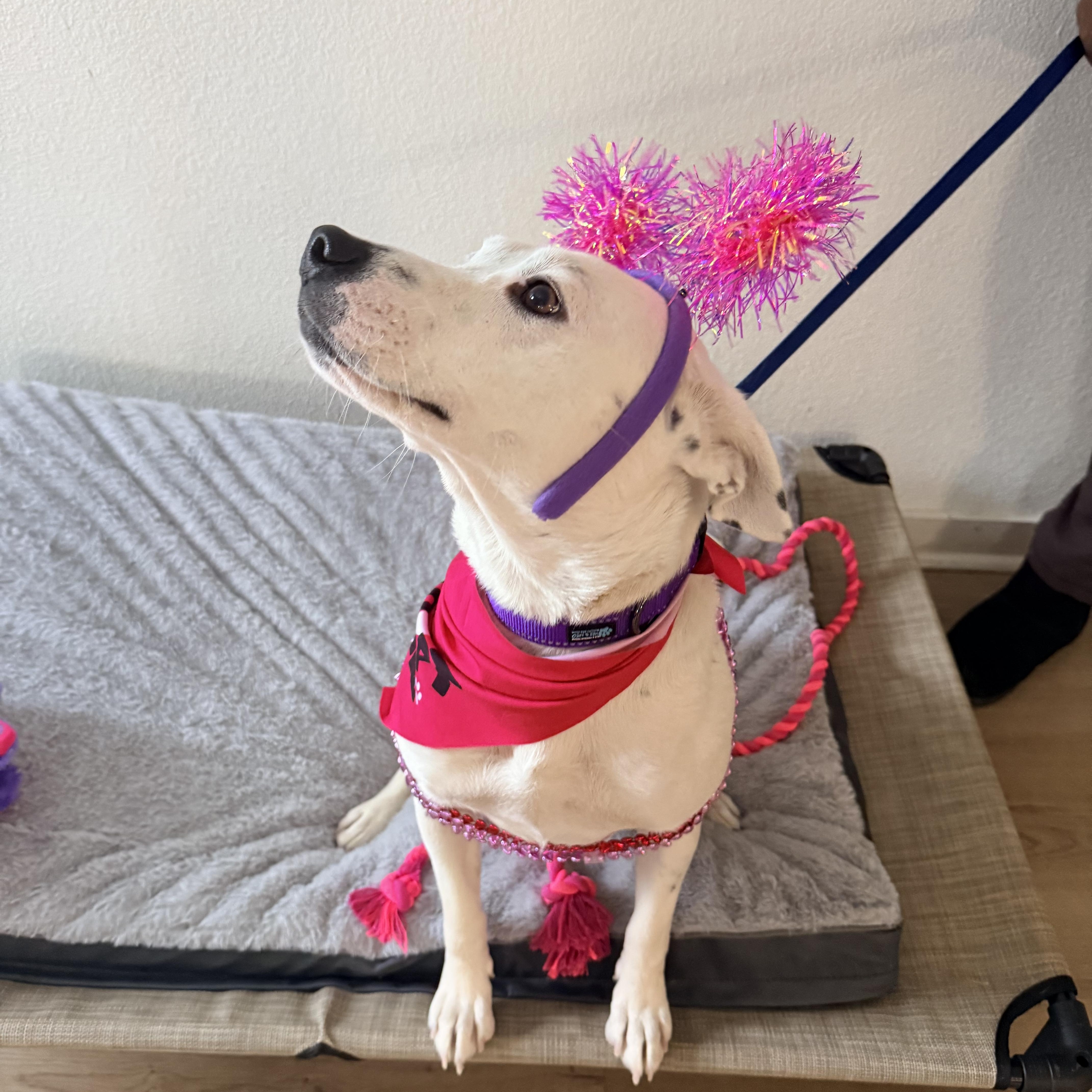 Enlarge Rabbit , a ADOPTABLE mixed breed in Dallas, TX image 5/6