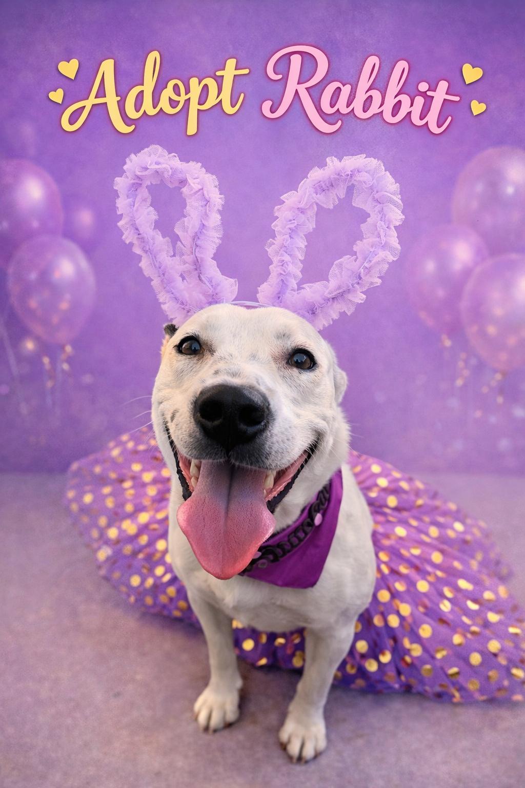 Rabbit , ADOPTABLE, Young Female Cattle Dog & American Staffordshire Terrier.