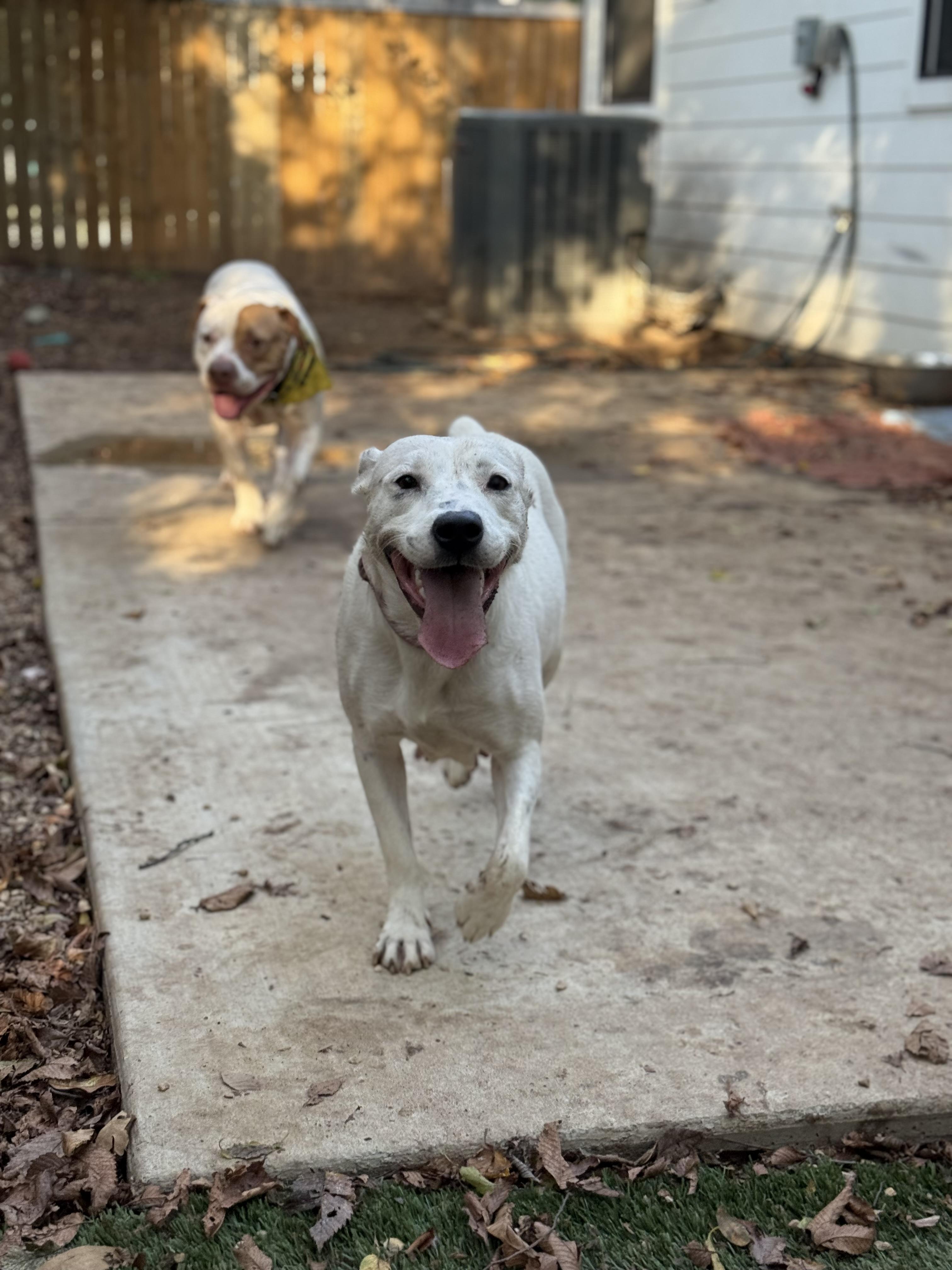 Enlarge Rabbit , a ADOPTABLE mixed breed in Dallas, TX image 3/6