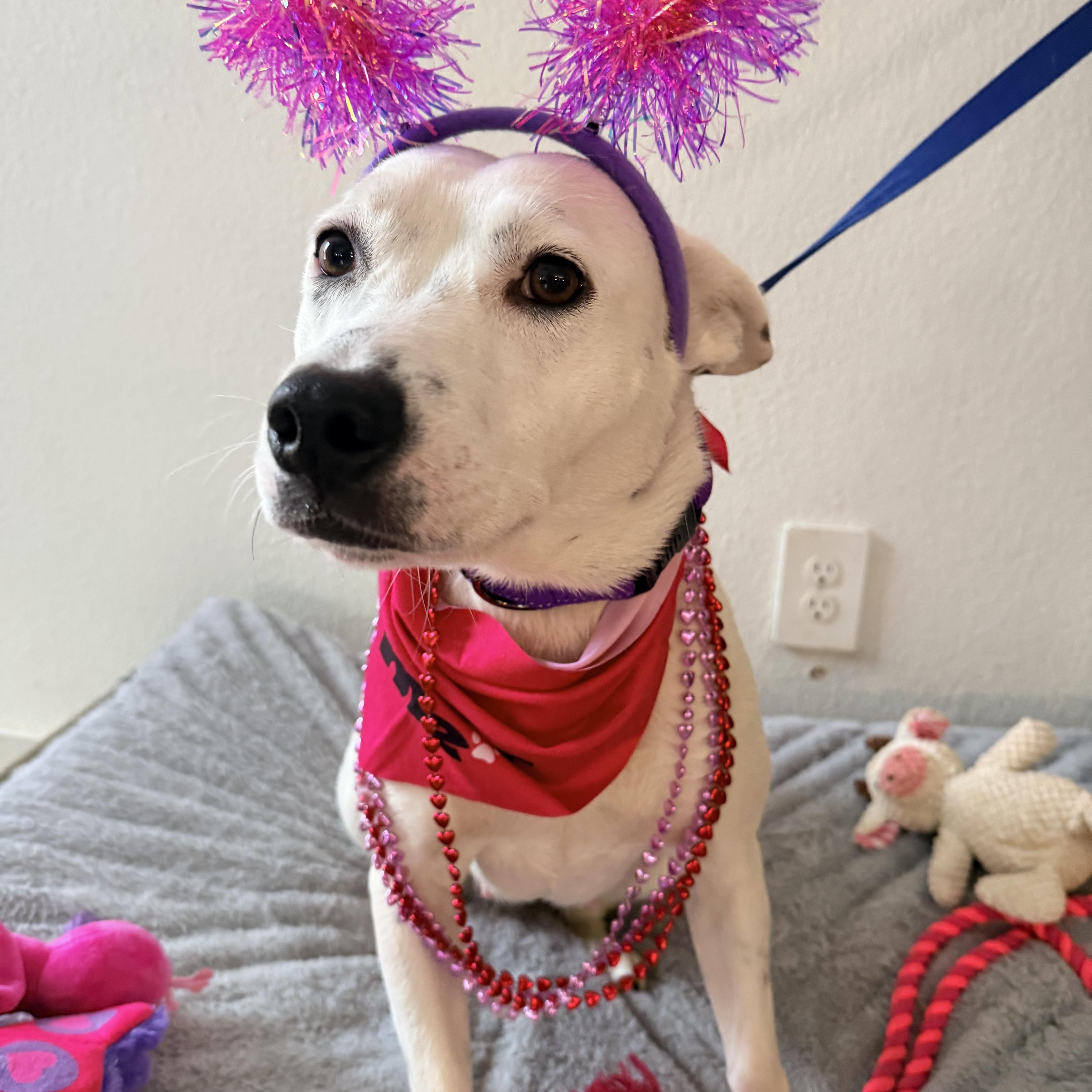 Enlarge Rabbit , a ADOPTABLE mixed breed in Dallas, TX image 2/6