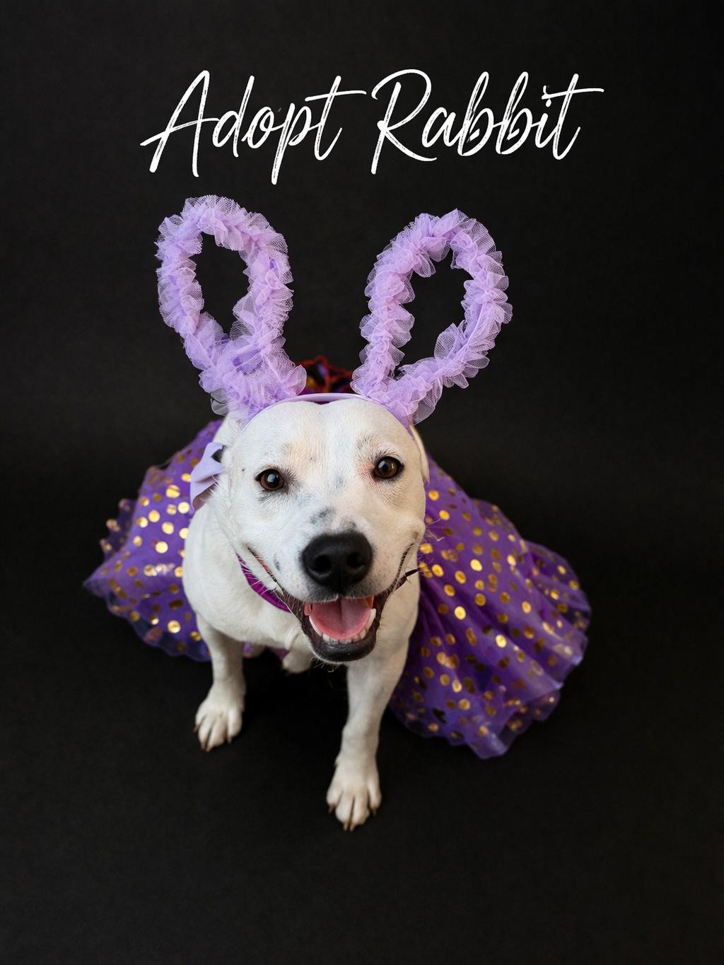 Enlarge Rabbit , a ADOPTABLE mixed breed in Dallas, TX image 6/6