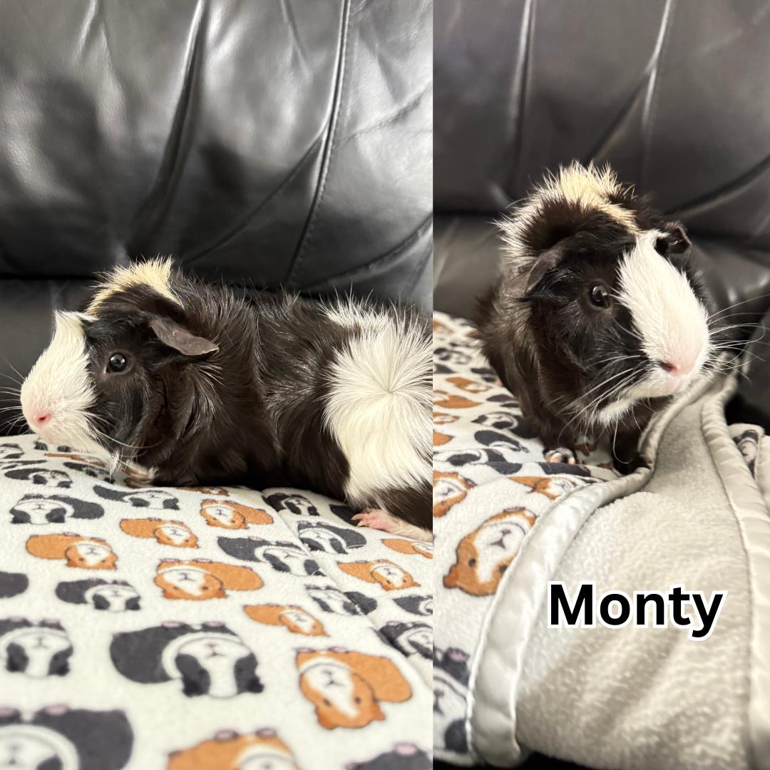 Monty, ADOPTABLE, Young Male Abyssinian.