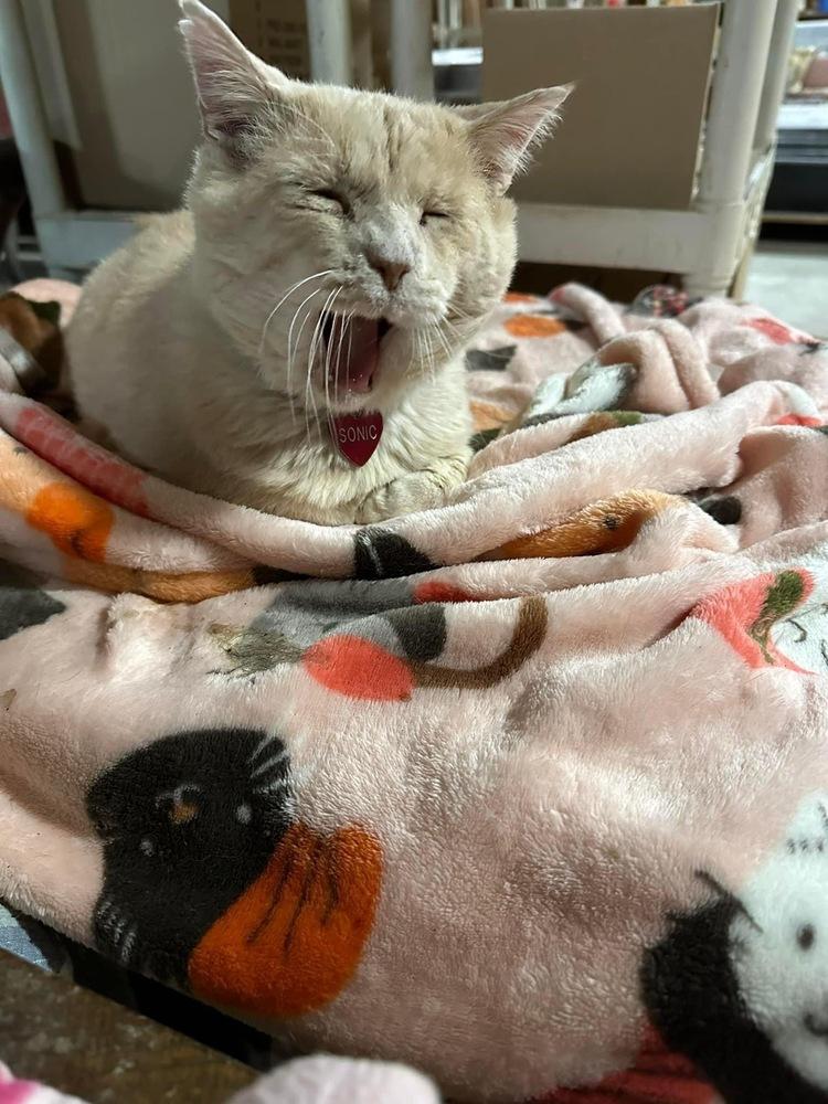 Sunny, Adoptable, Adult Male Domestic Short Hair.