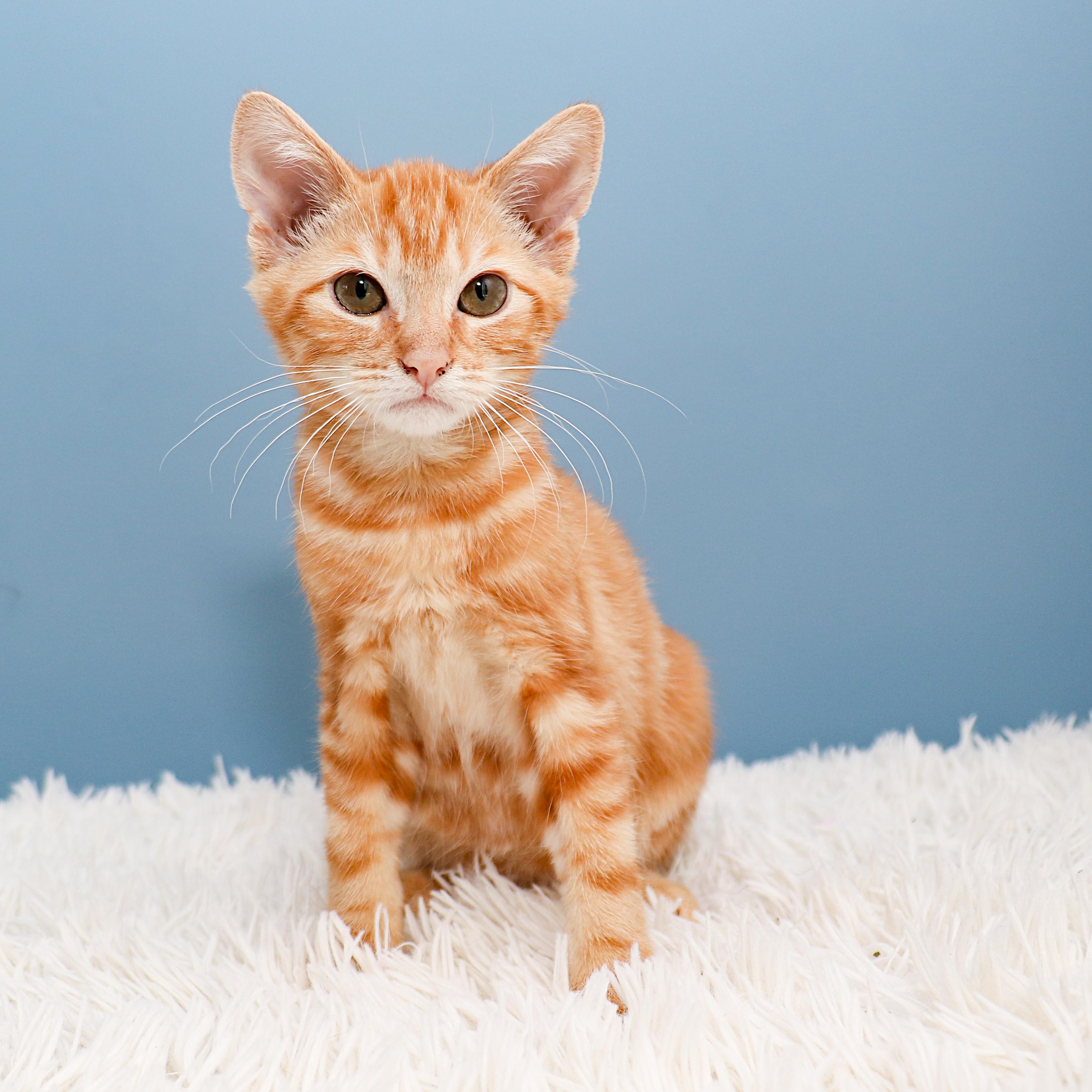 Enlarge Sunny, a ADOPTABLE Tabby in Charlotte, NC image 4/4