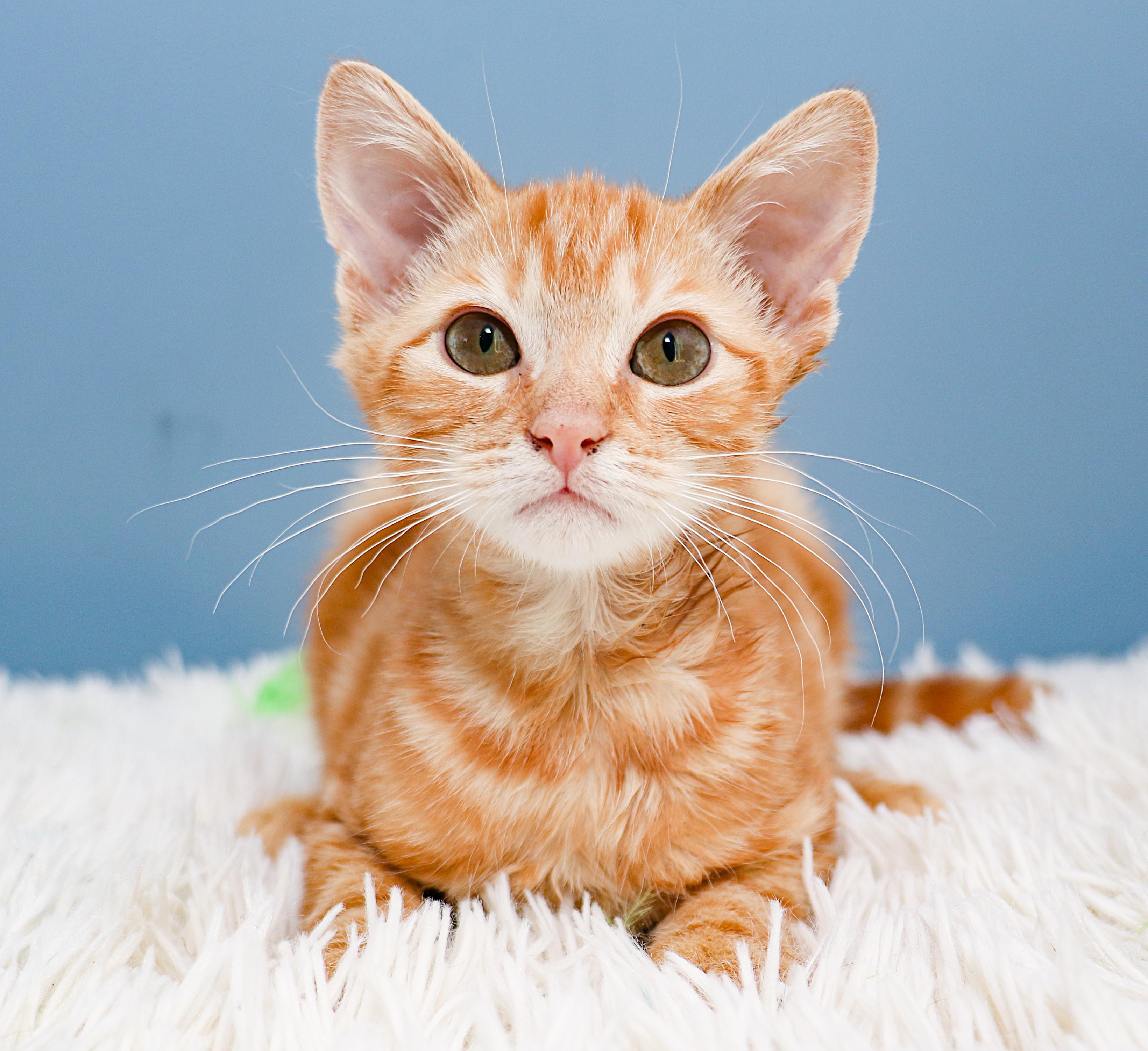 Enlarge Sunny, a ADOPTABLE Tabby in Charlotte, NC image 2/4