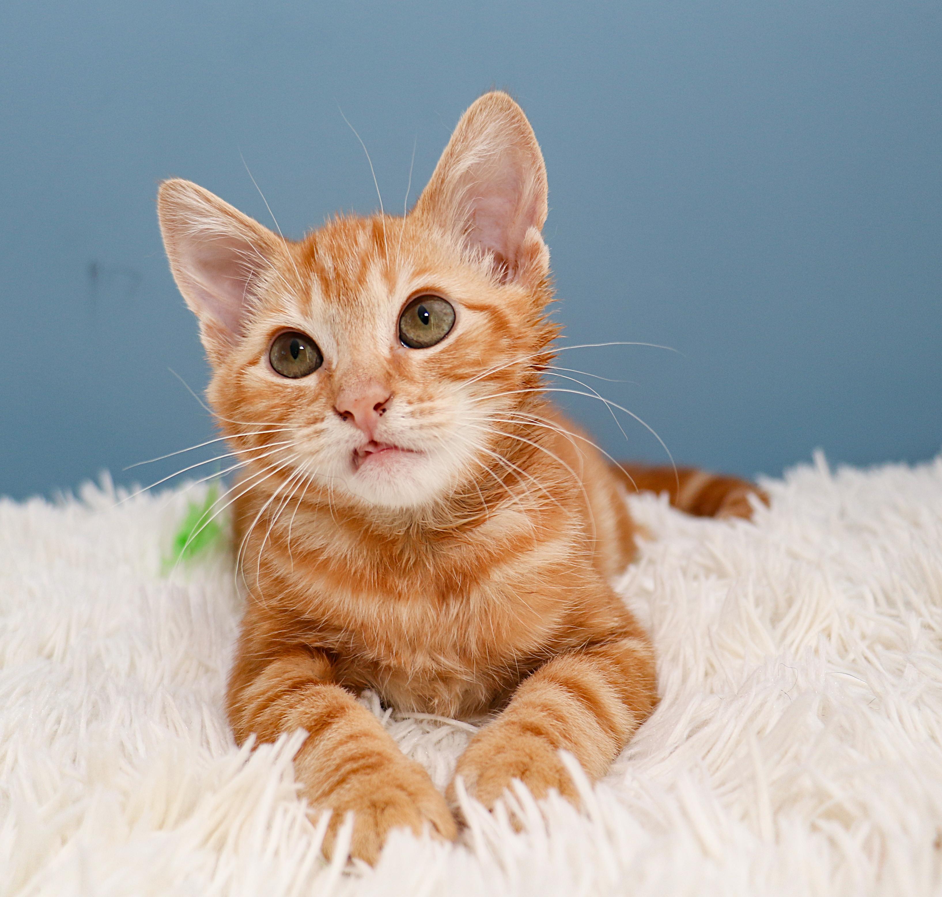 Enlarge Sunny, a ADOPTABLE Tabby in Charlotte, NC image 3/4