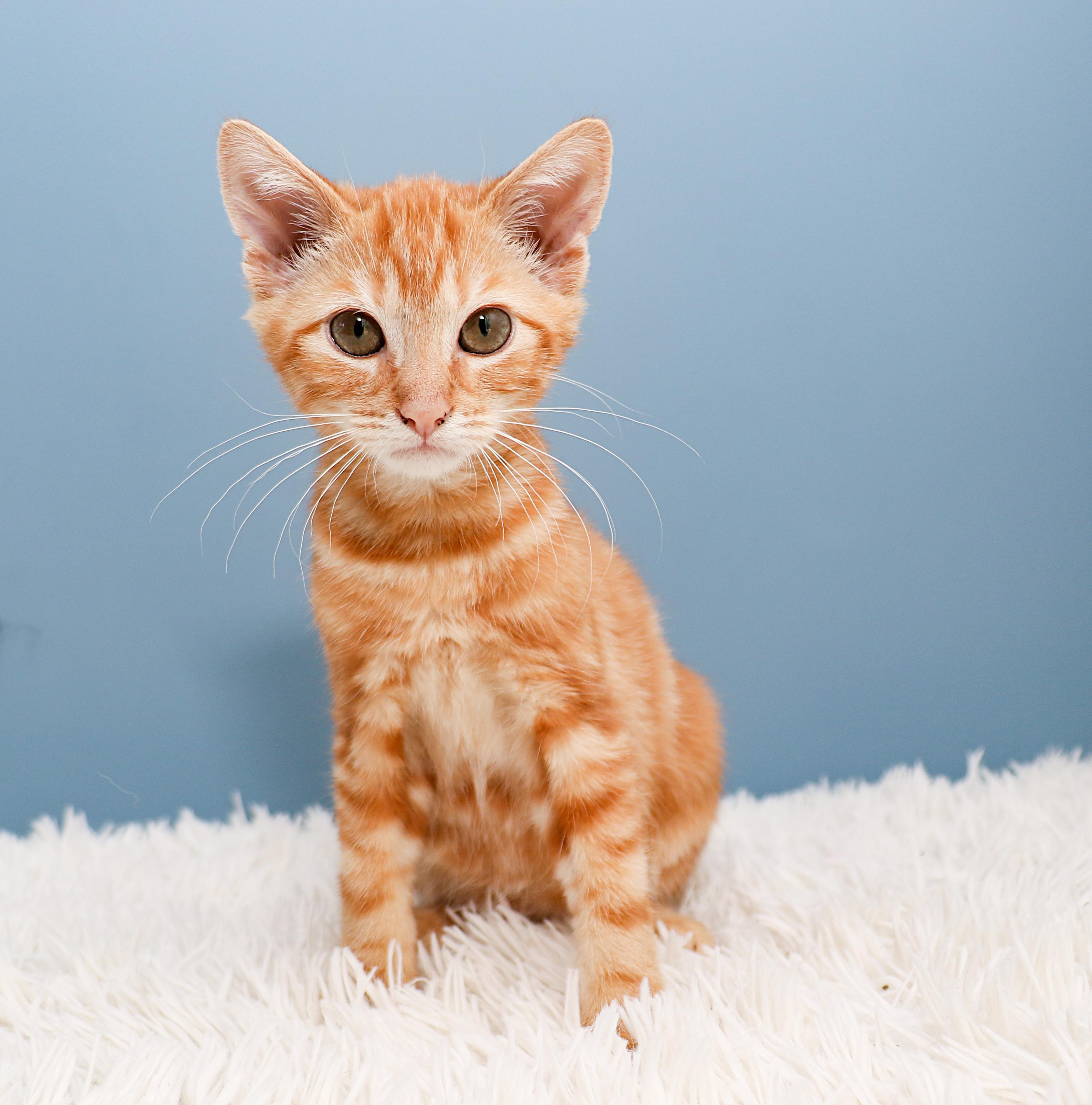 Enlarge Sunny, a ADOPTABLE Tabby in Charlotte, NC image 1/4