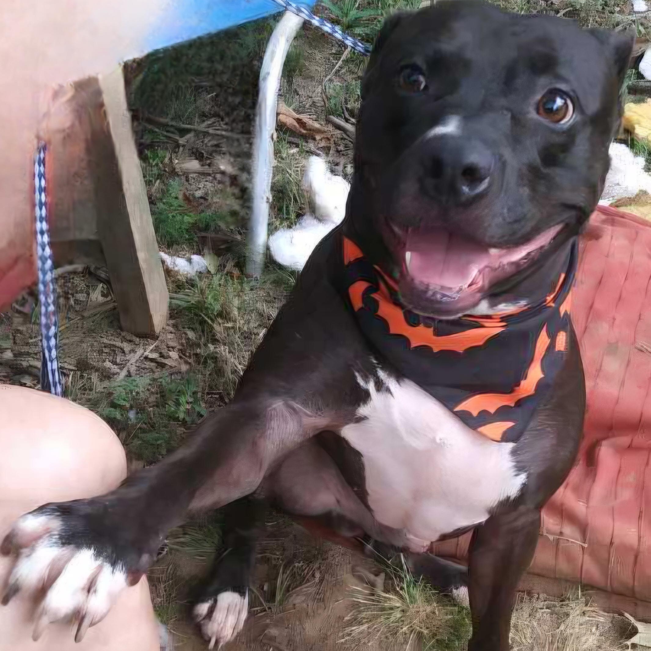 Enlarge Molina, a Adoptable mixed breed in Arlington, TN image 4/5