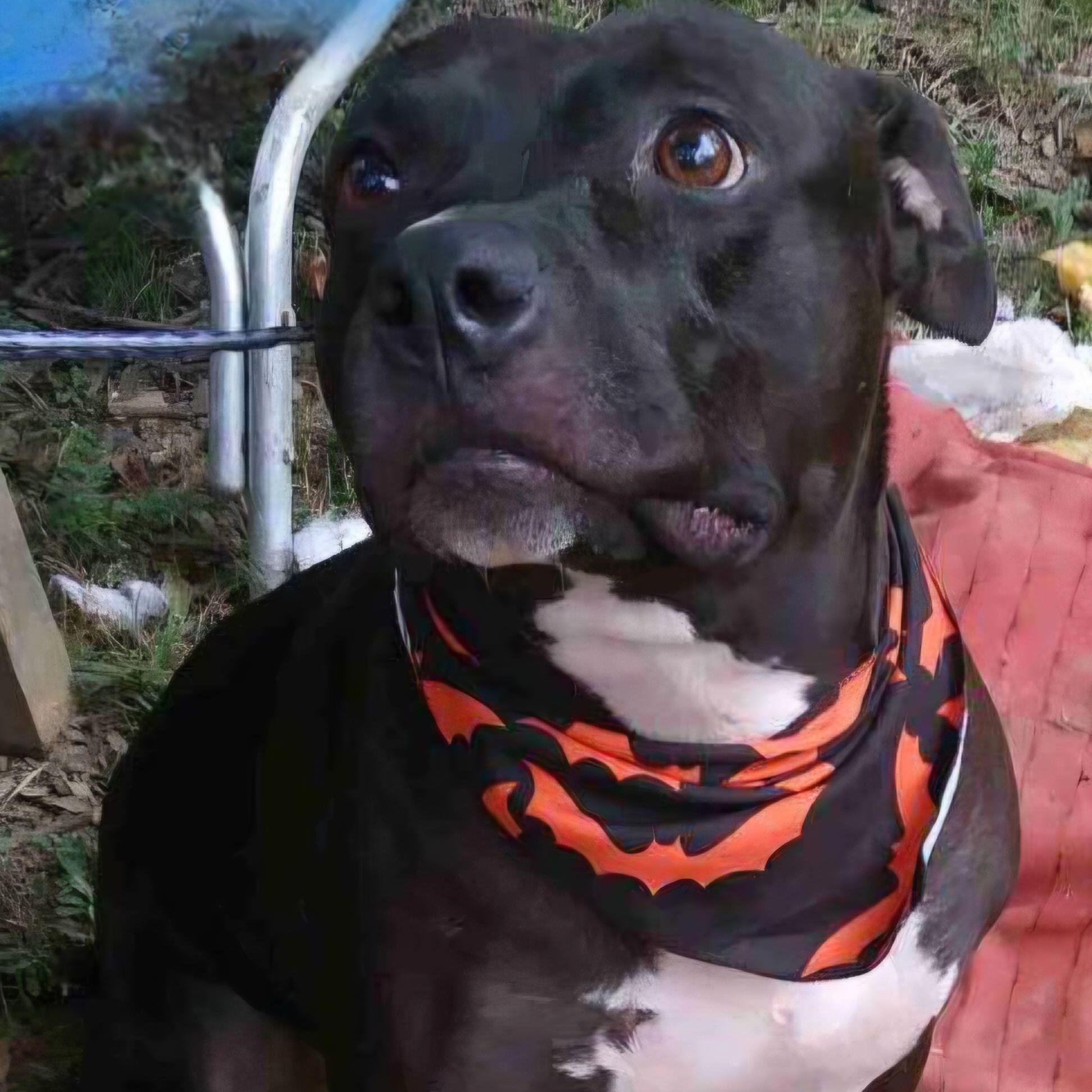 Enlarge Molina, a Adoptable mixed breed in Arlington, TN image 3/5