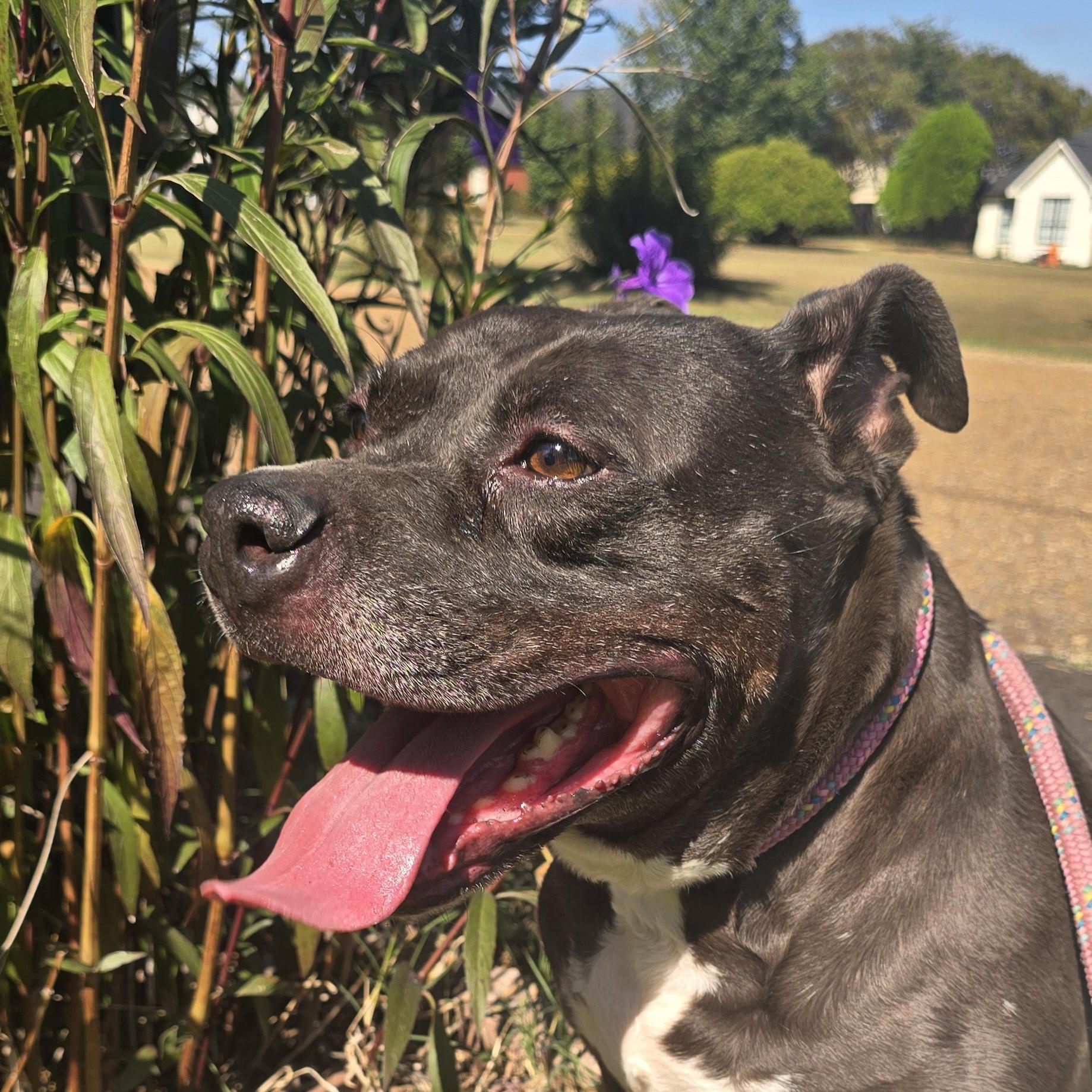 Enlarge Molina, a Adoptable mixed breed in Arlington, TN image 2/5