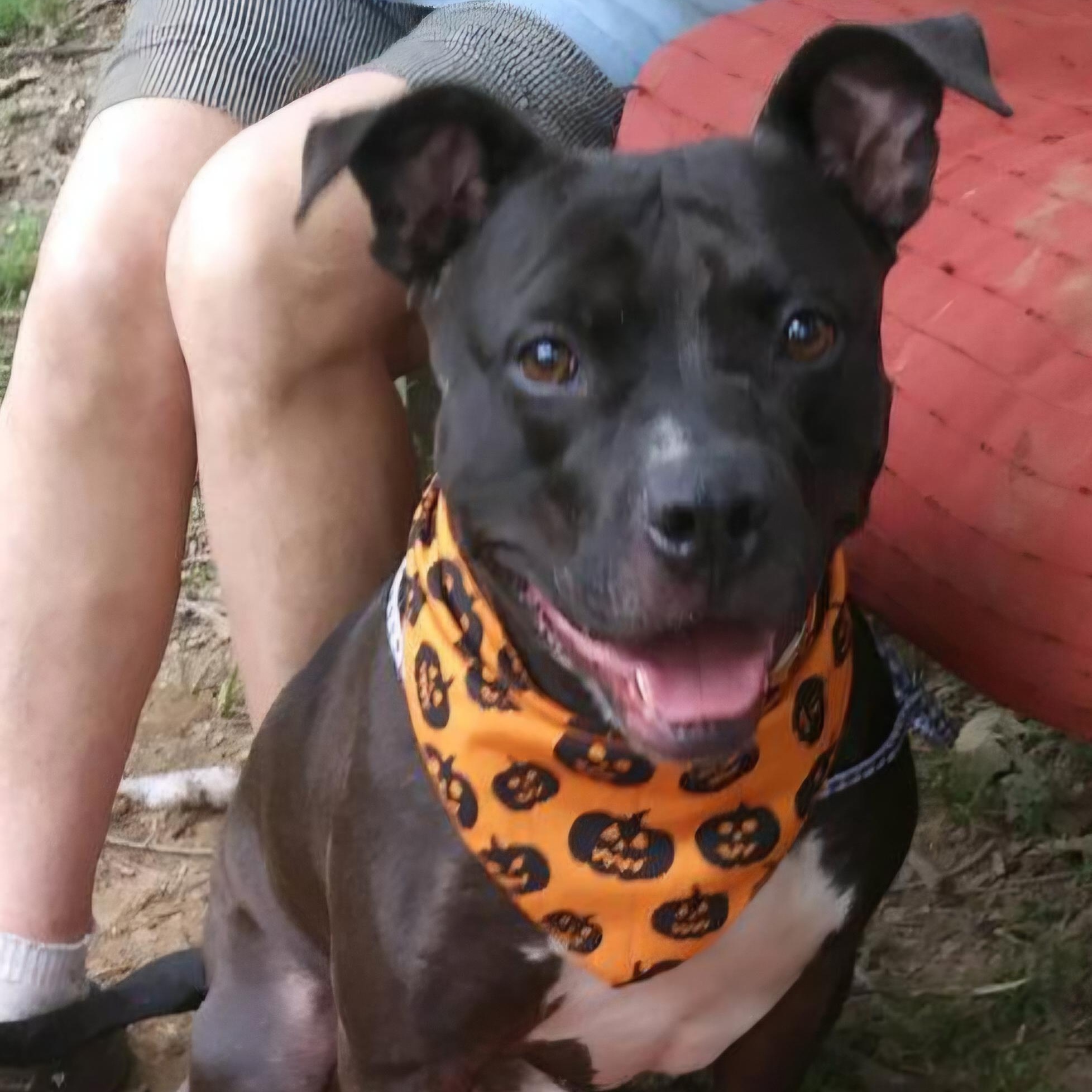Enlarge Molina, a Adoptable mixed breed in Arlington, TN image 5/5
