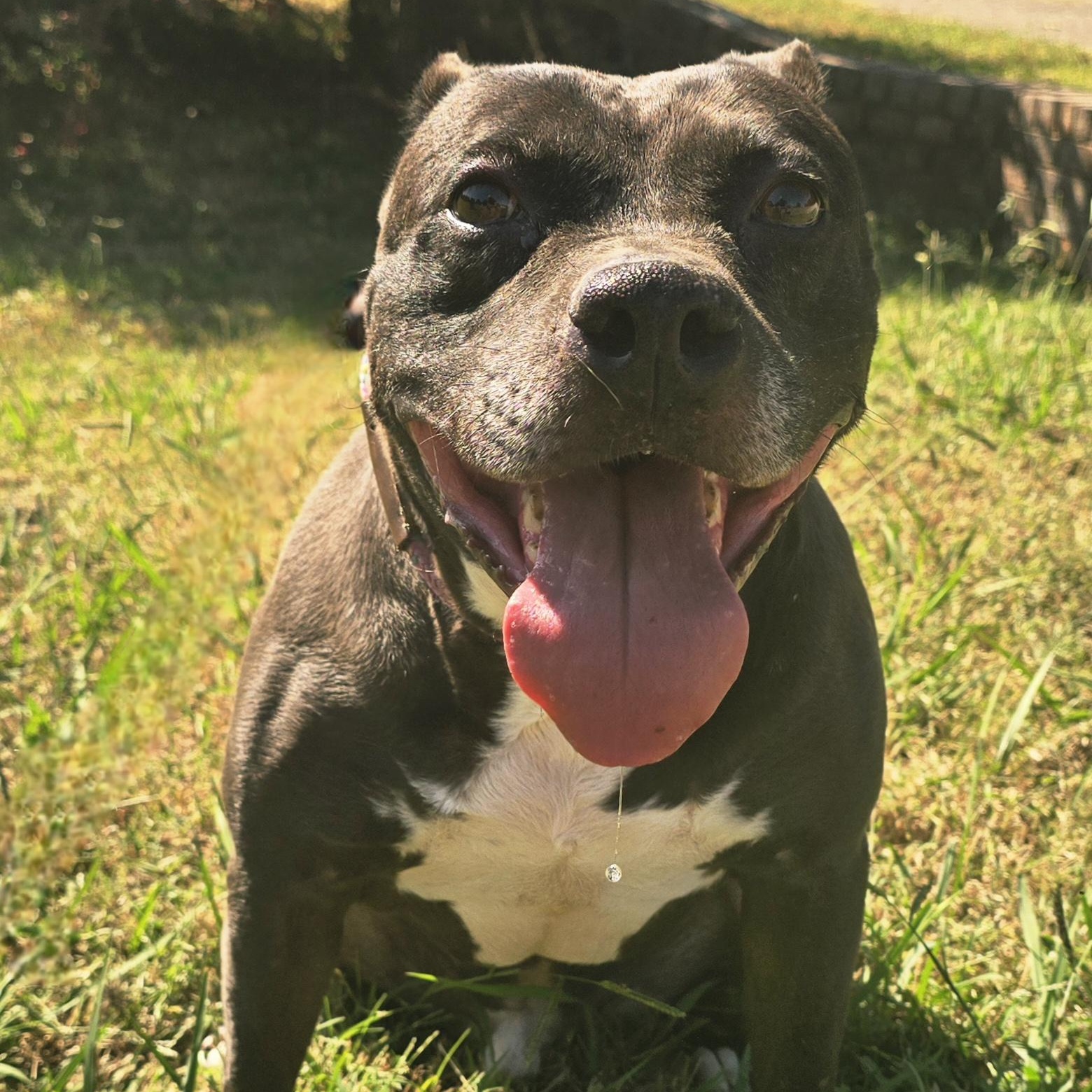 Enlarge Molina, a Adoptable mixed breed in Arlington, TN image 1/5