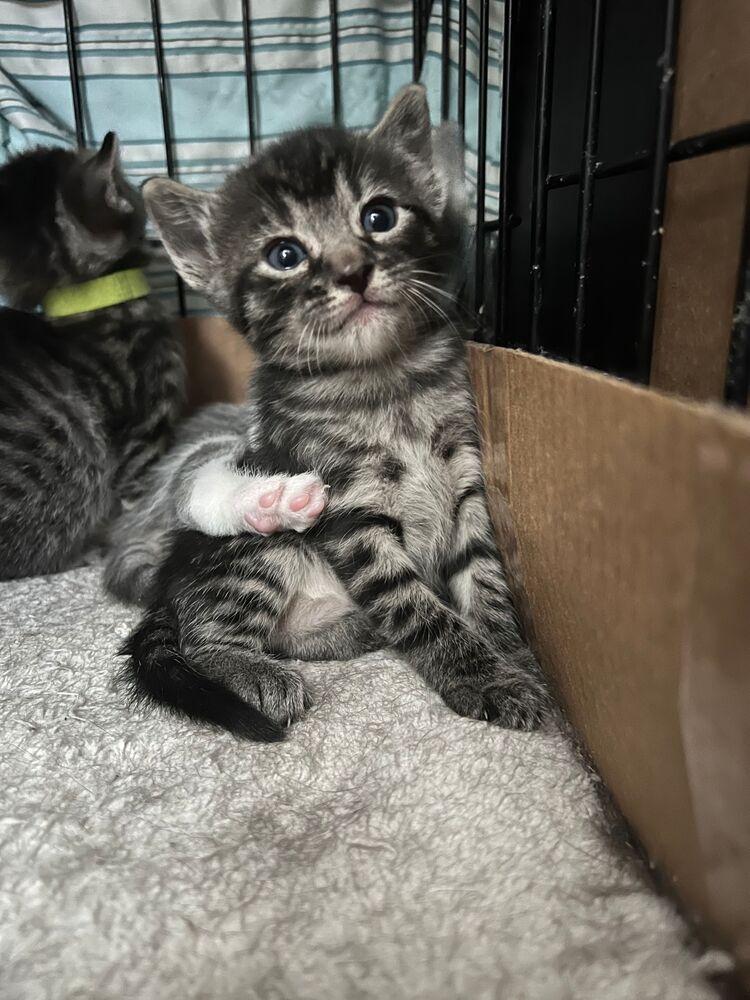 Eeny, Adoptable, Kitten Male Domestic Short Hair.