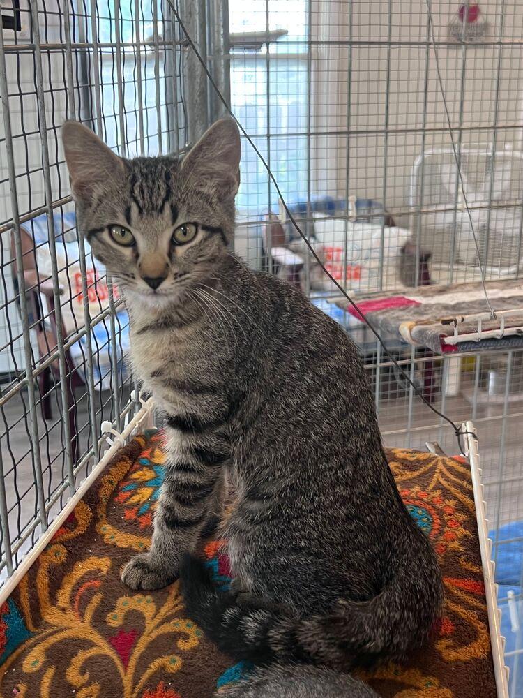 Enlarge Eeny, a Adoptable Domestic Short Hair in McPherson, KS image 2/2