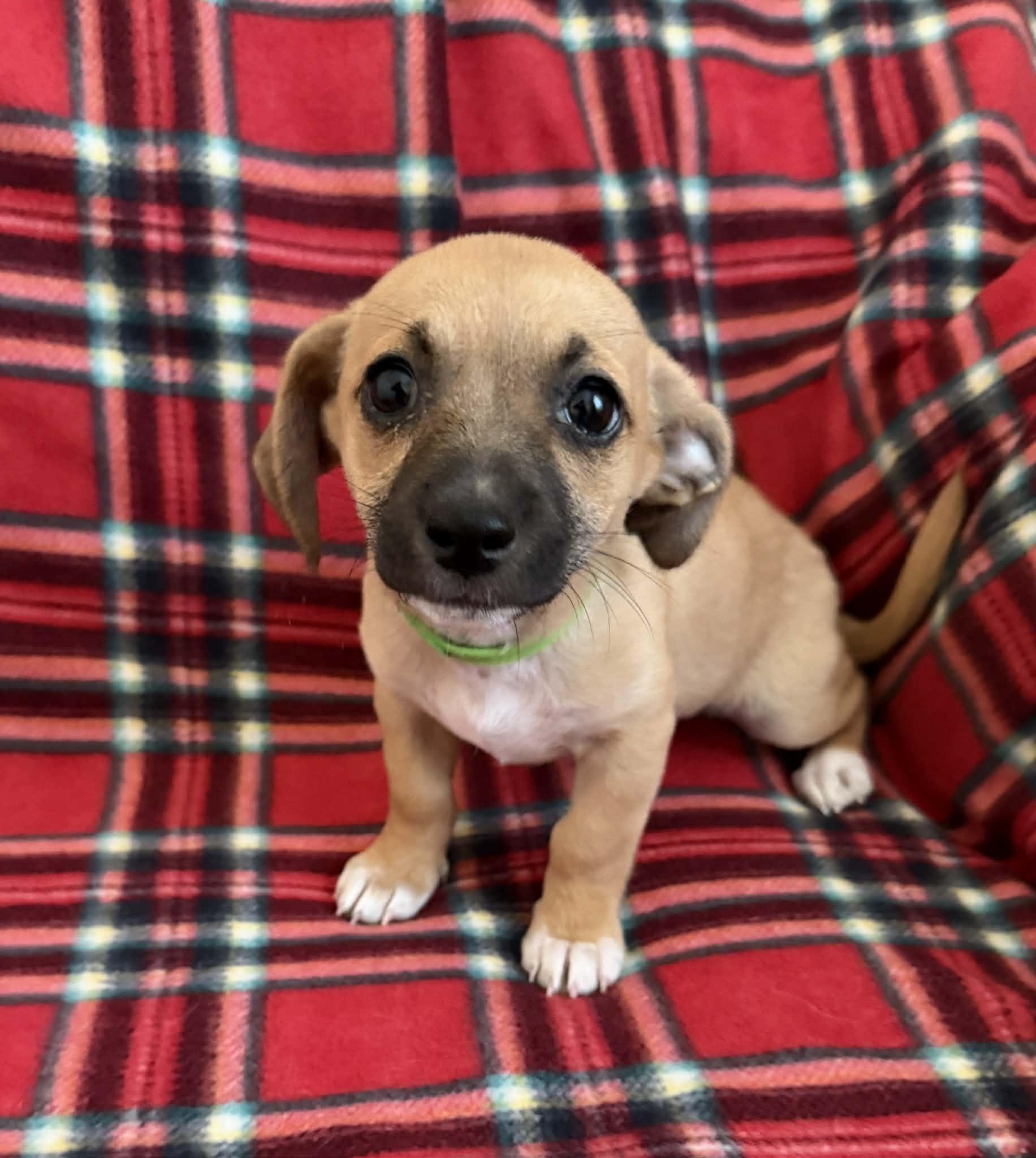 Enlarge Mila, a Adopted mixed breed in Tempe, AZ image 1/6