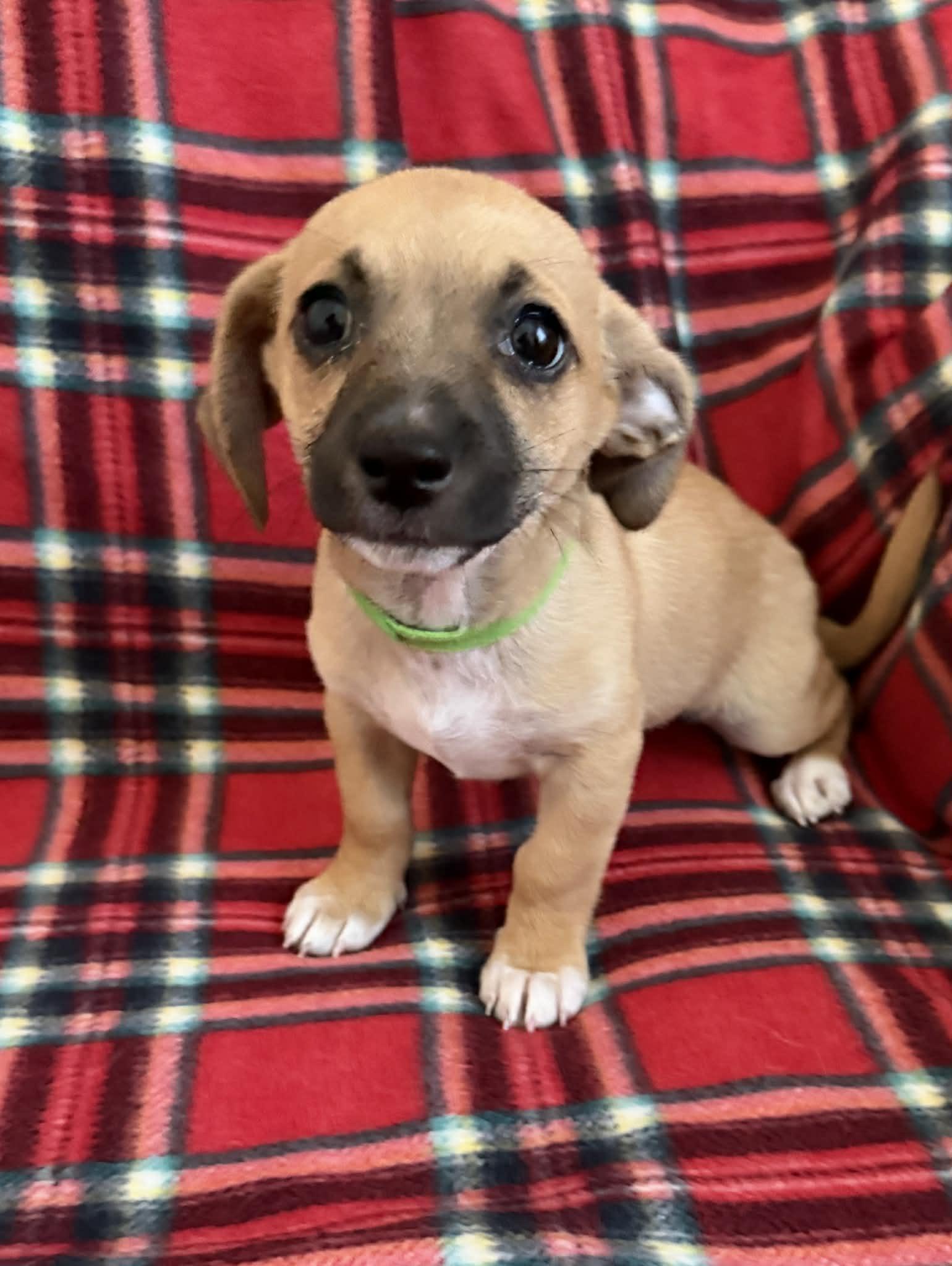 Enlarge Mila, a Adopted mixed breed in Tempe, AZ image 3/6