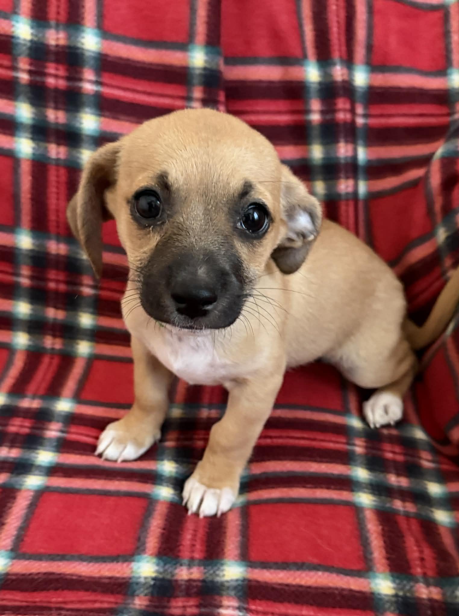 Enlarge Mila, a Adopted mixed breed in Tempe, AZ image 4/6