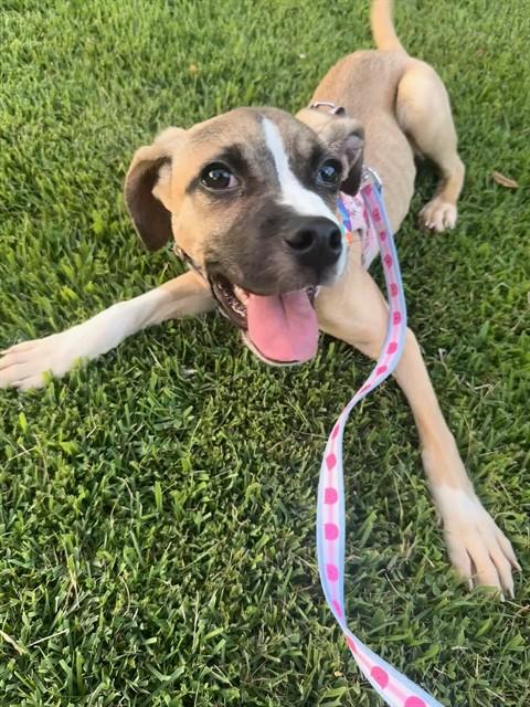 ANNABELLE photo