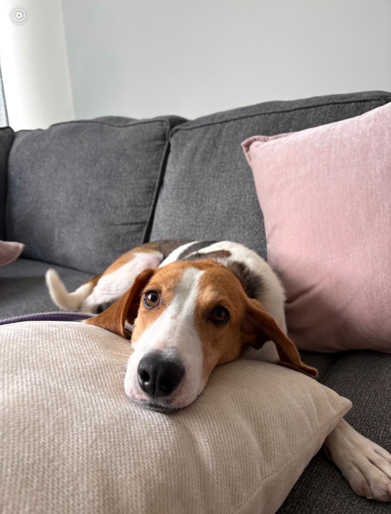 Tuna, Adoptable, Adult Female Hound.