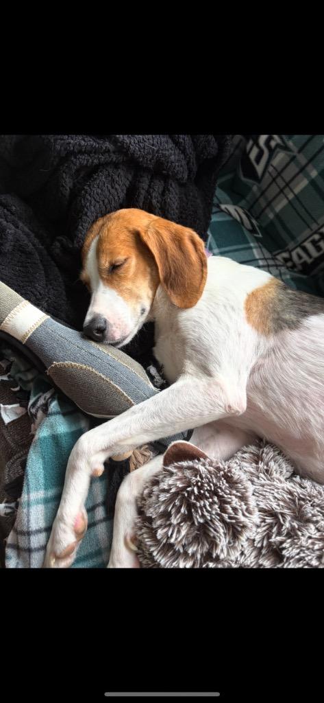 Tuna, a Adoptable Hound in Mineral, VA image 2/4