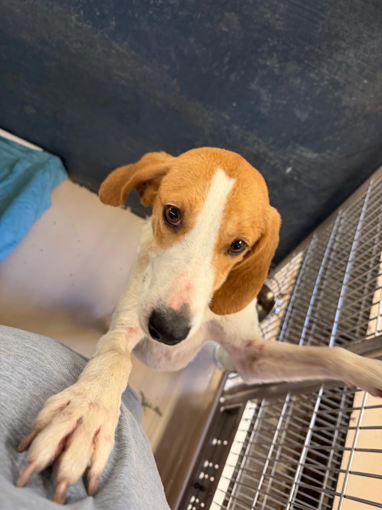 Enlarge Tuna, a Adoptable Hound in Mineral, VA image 1/1