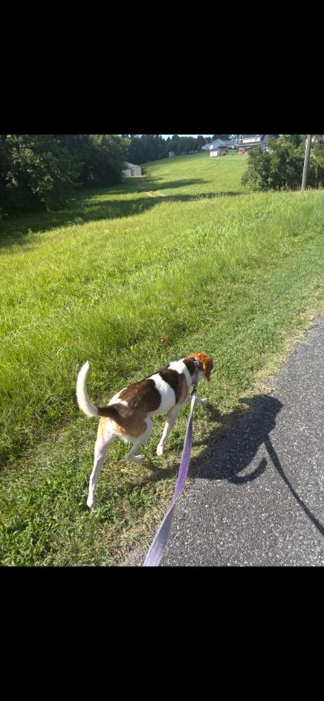 Tuna, a Adoptable Hound in Mineral, VA image 4/4