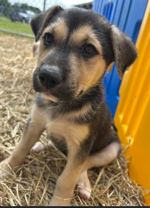Maizi, Adopted, Puppy Female German Shepherd Dog & Black Labrador Retriever.